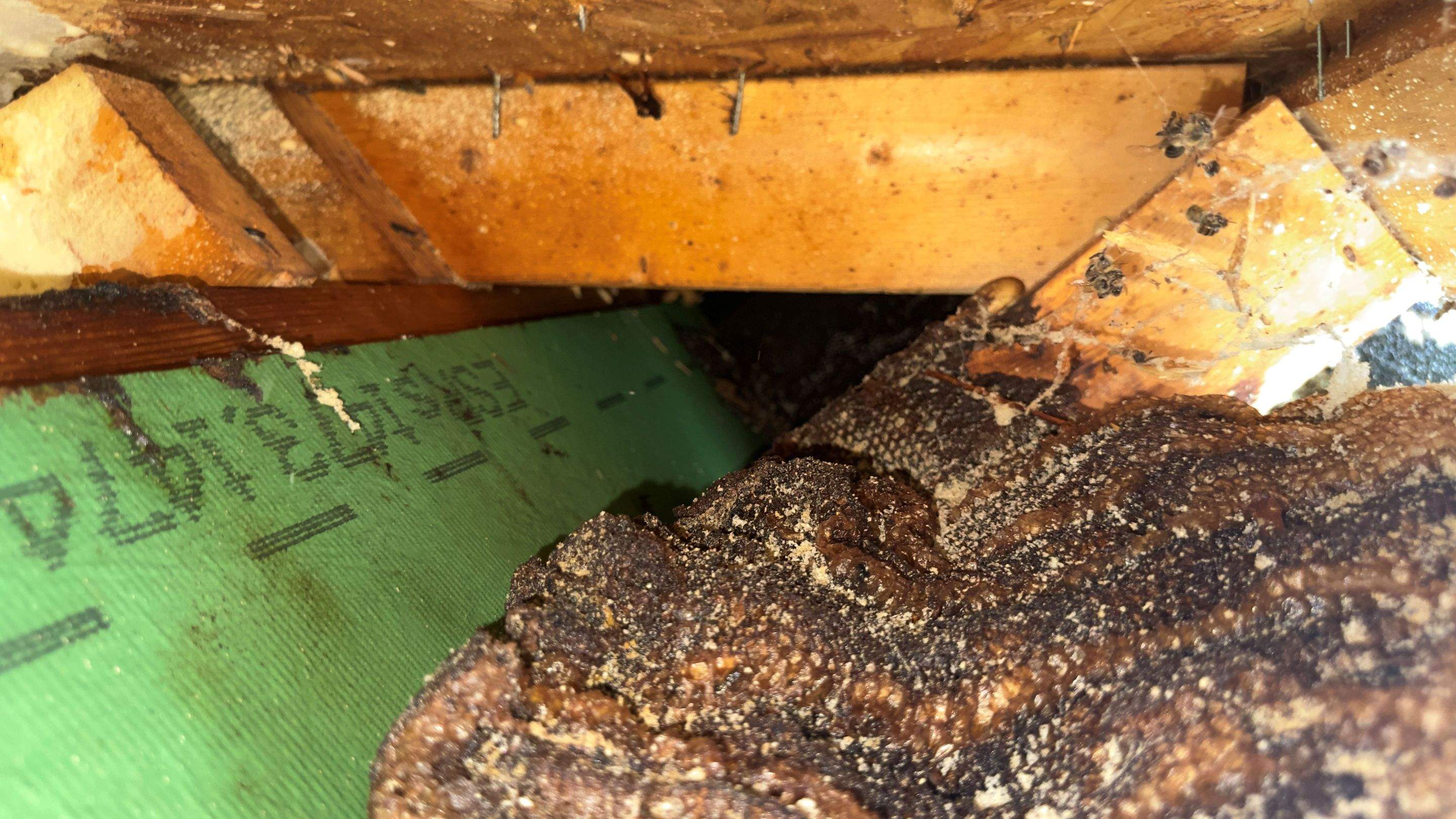 Hide-and-Seek by Rockwall Honey Bee Company