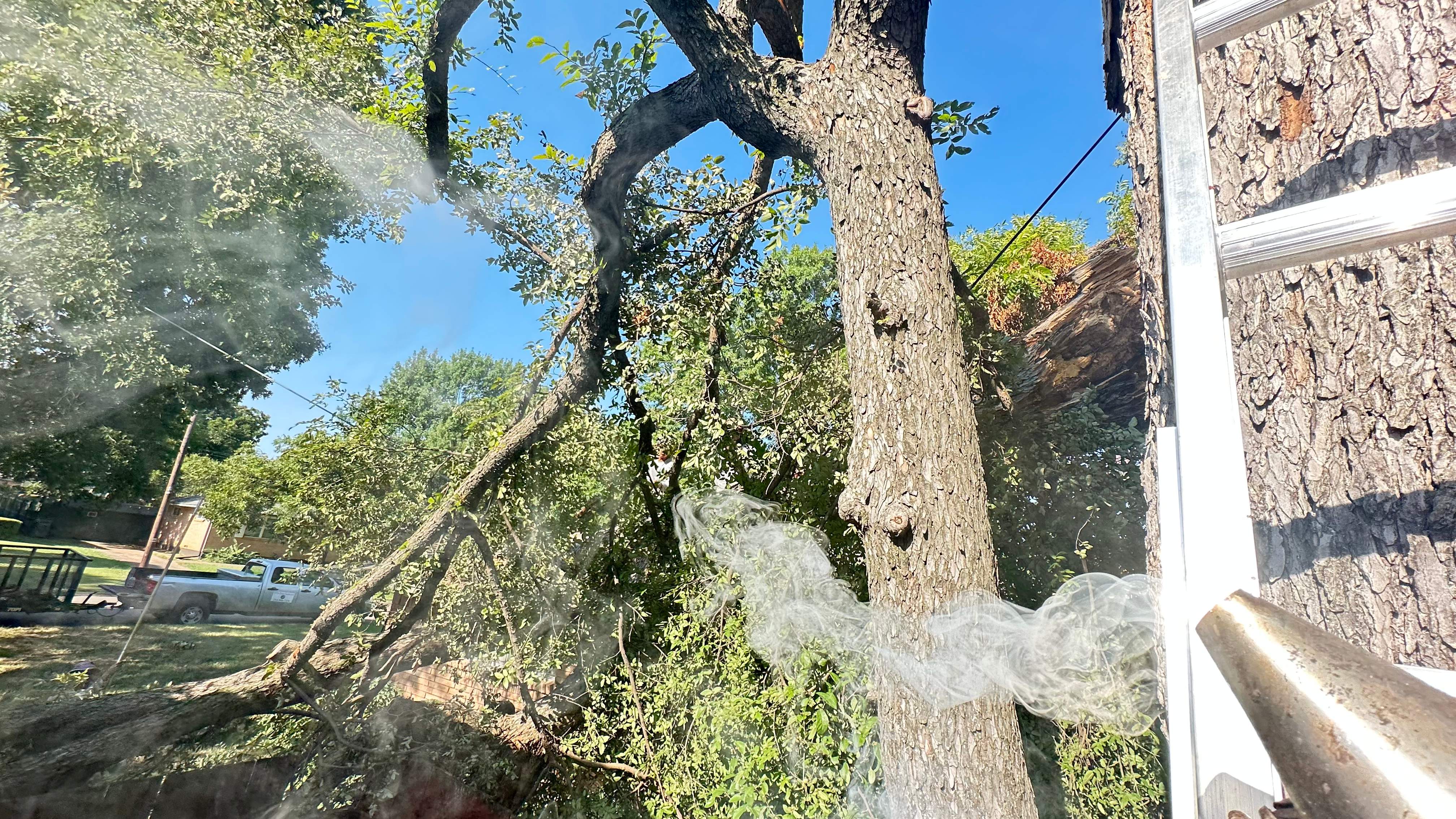 Tree Service Help  by Rockwall Honey Bee Company