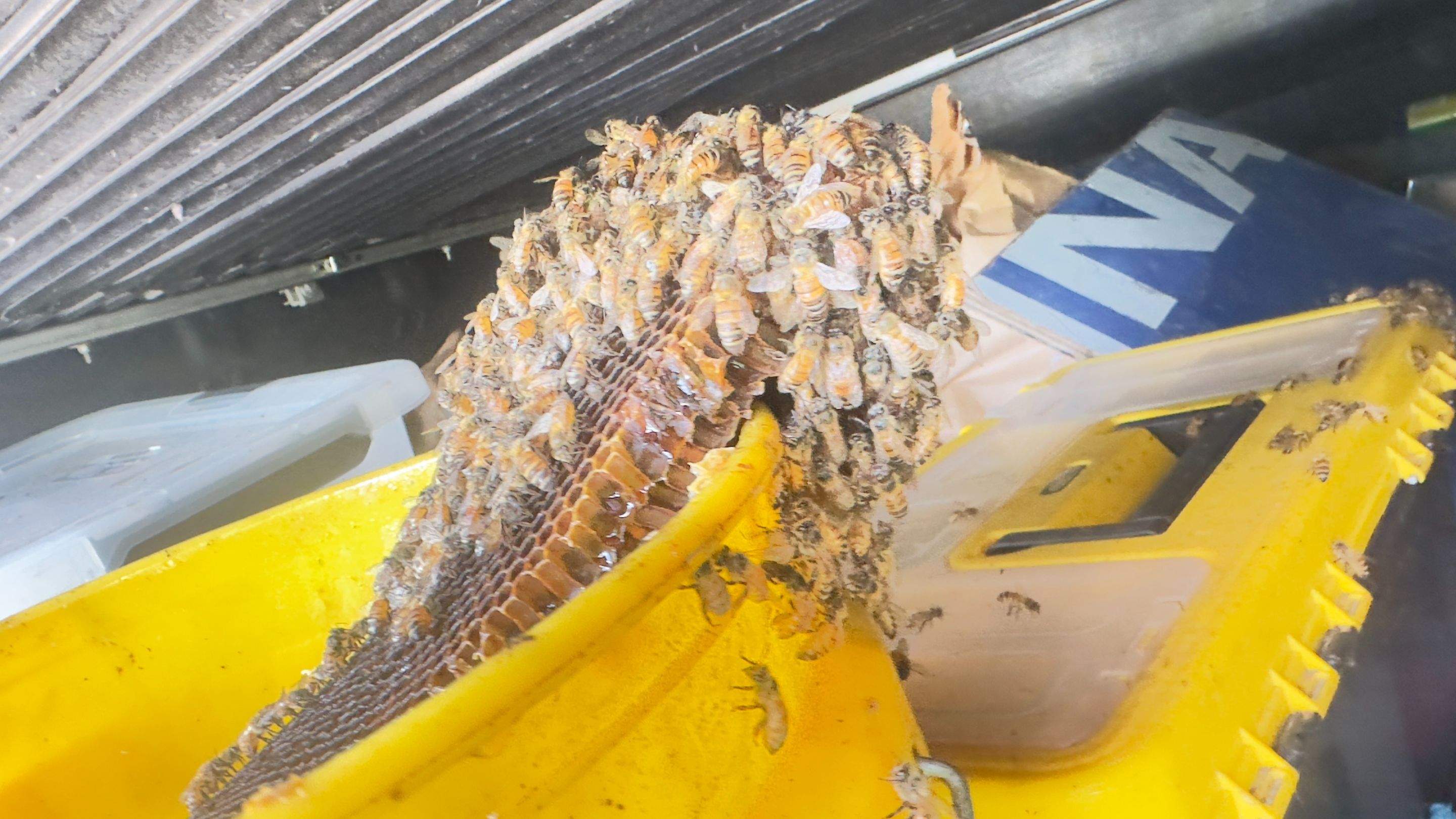 Old Faithful by Rockwall Honey Bee Company