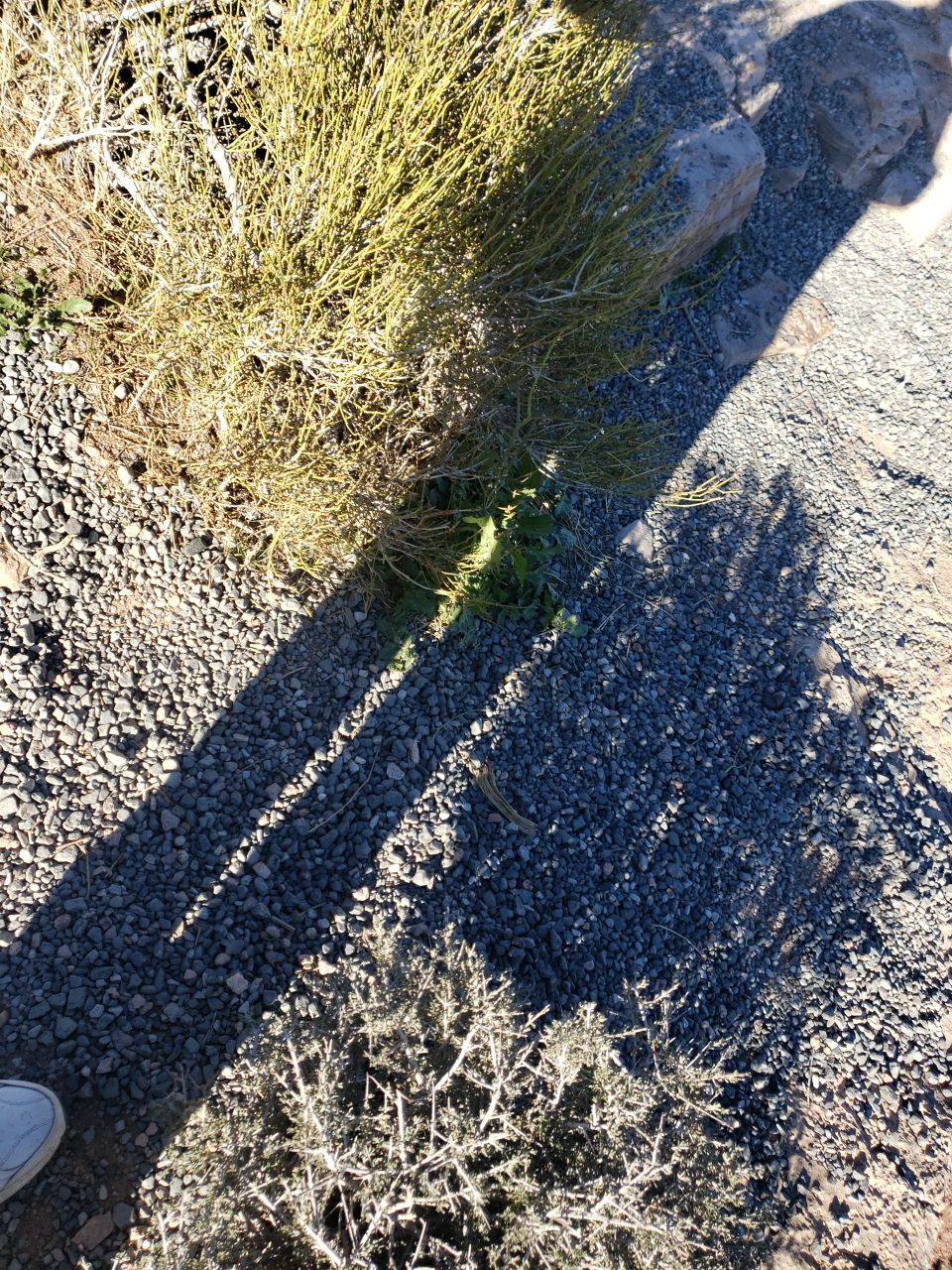 Visiting my Brother in Arizona by Power Wash Masters LLC
