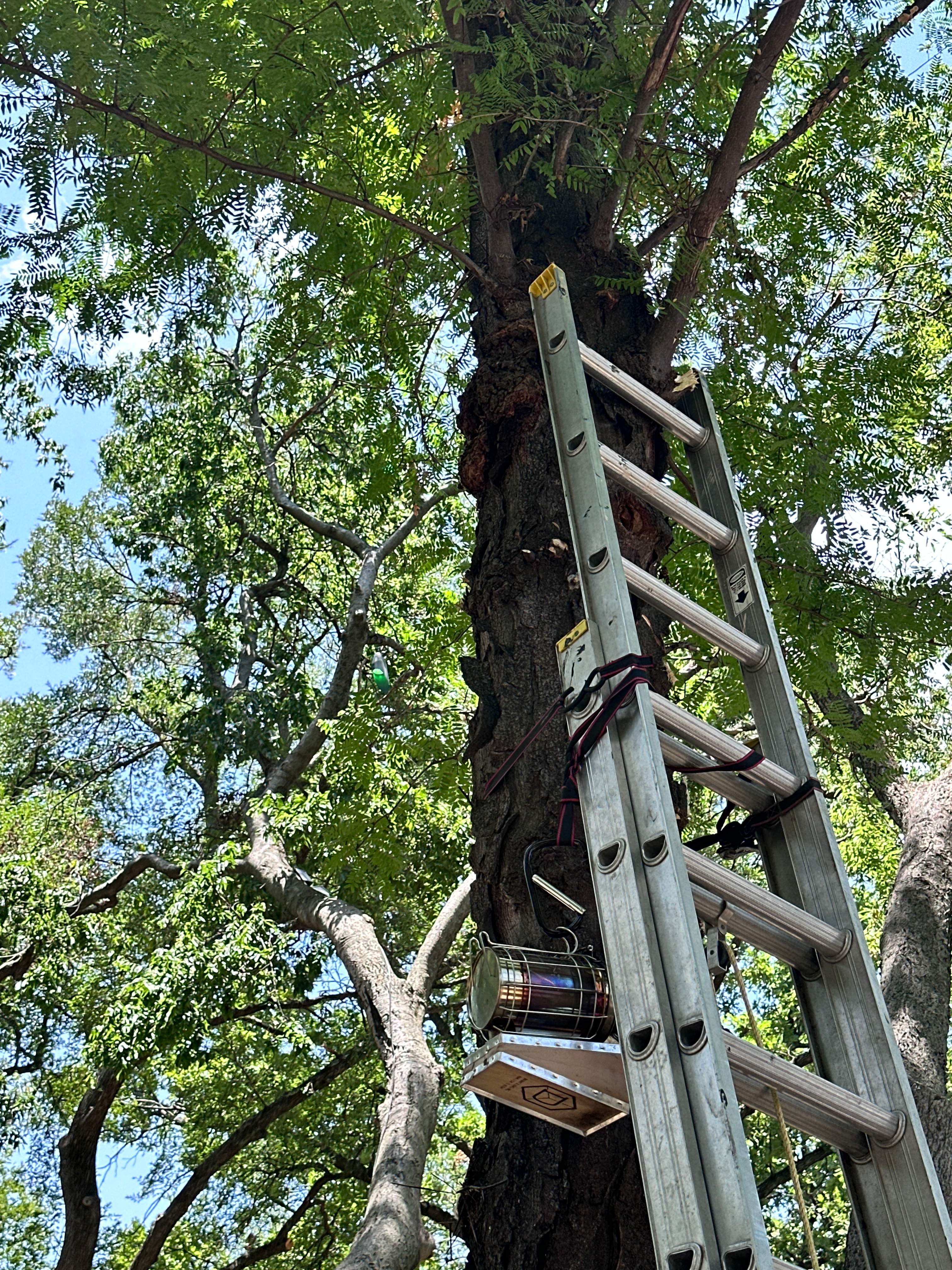 Two More Trees, One More Yard by Rockwall Honey Bee Company