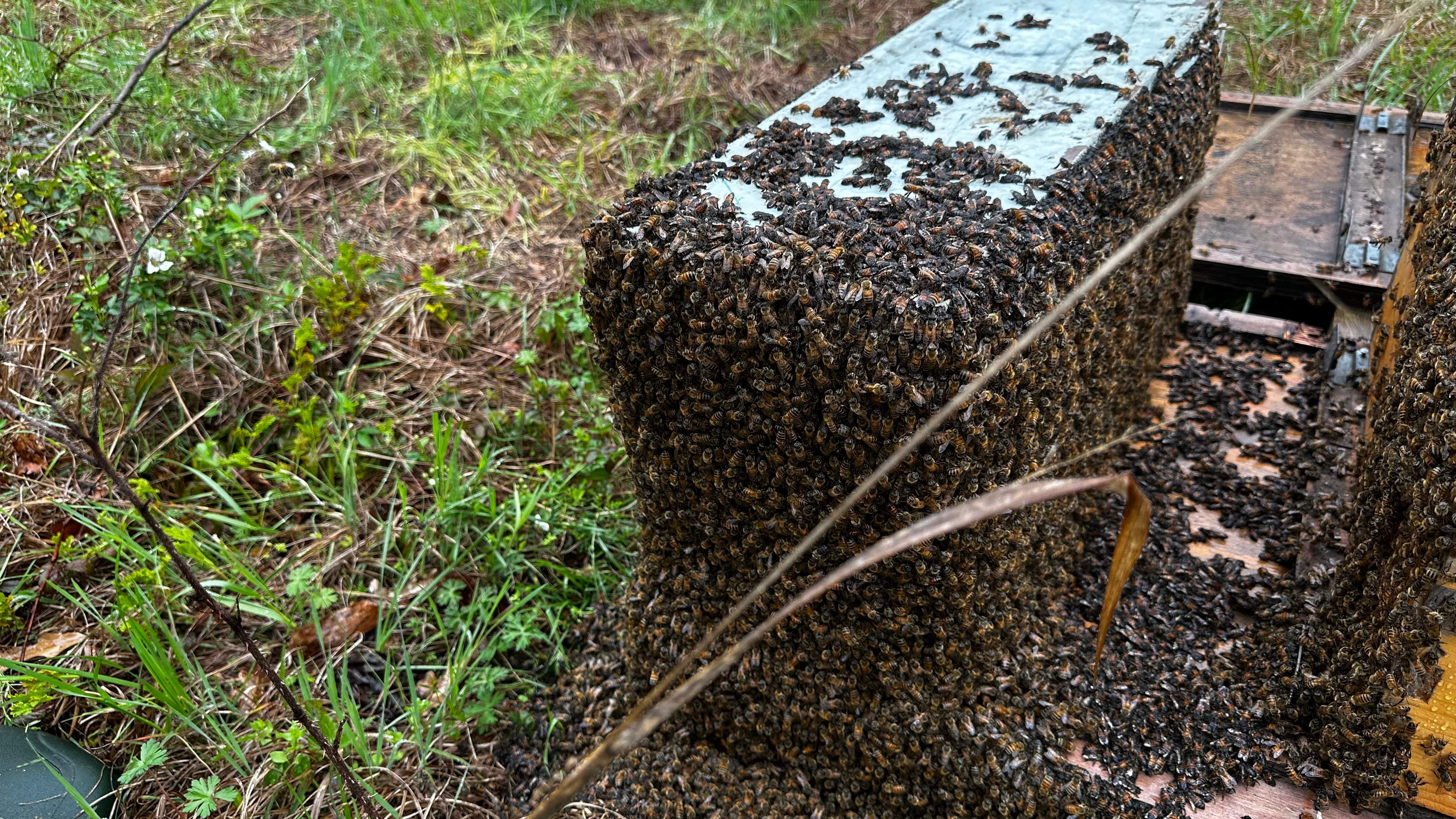 BeeGirl ETX HQ by Rockwall Honey Bee Company