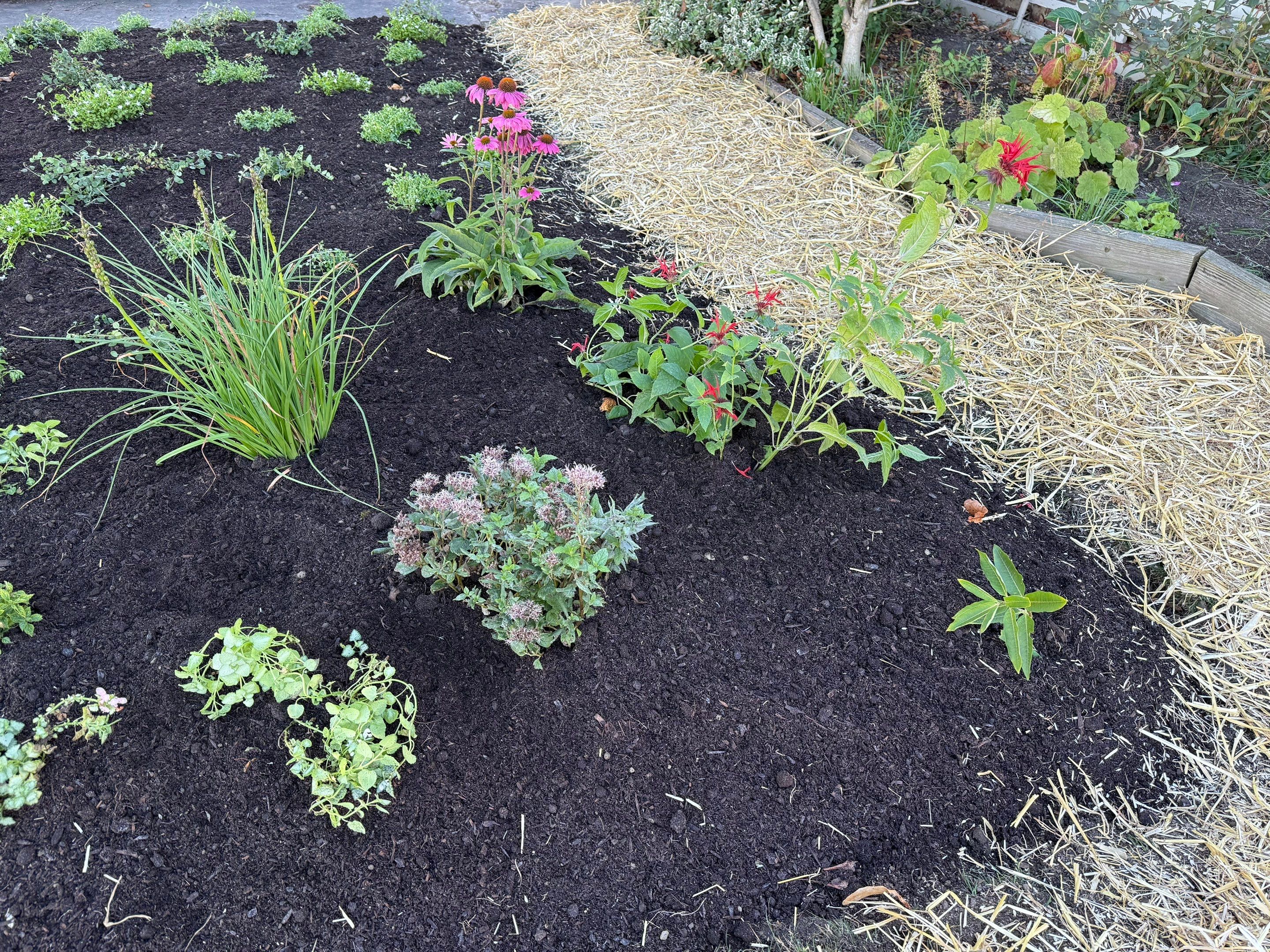 Purple Fence Project by Elm Rose Gardens