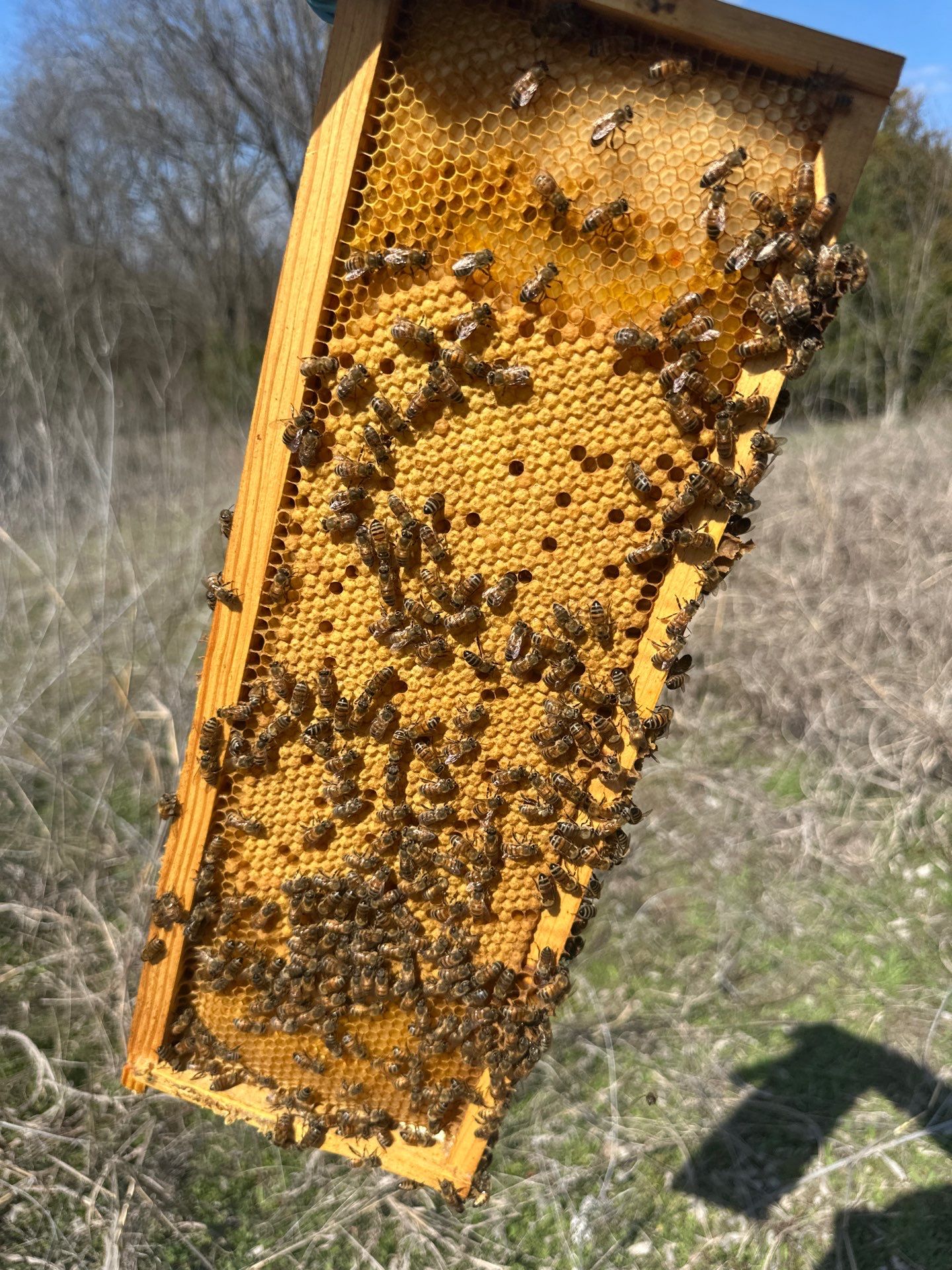 Ag. Exemption in Fate, TX by Rockwall Honey Bee Company