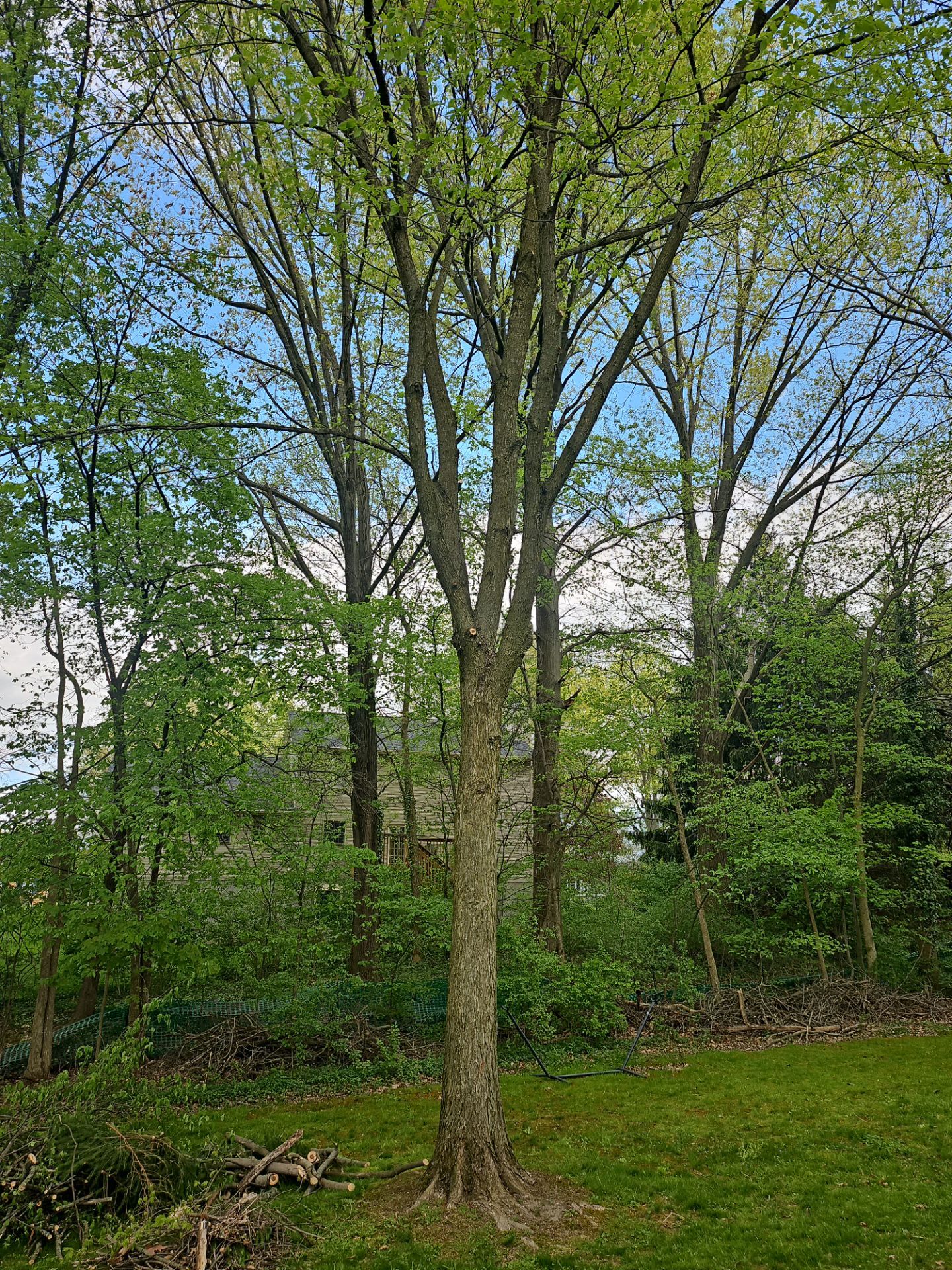 Tree Trimming using Tree Pruing by Mike Jones & Sons Tree Service LLC 