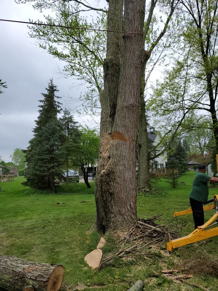 Tree Removal using Tree Removal by Mike Jones & Sons Tree Service LLC 