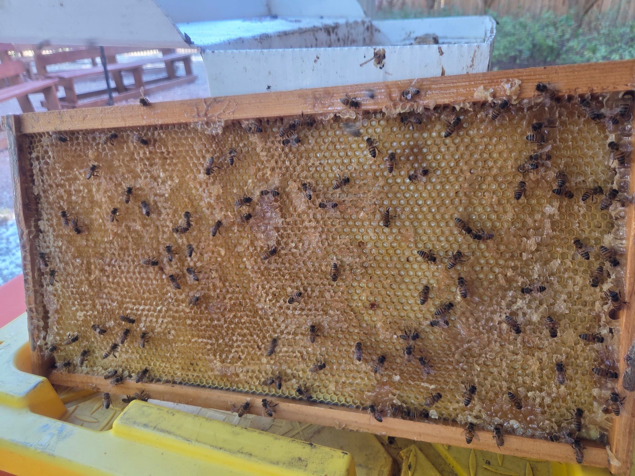 Texas Mead & Music Festival by Rockwall Honey Bee Company