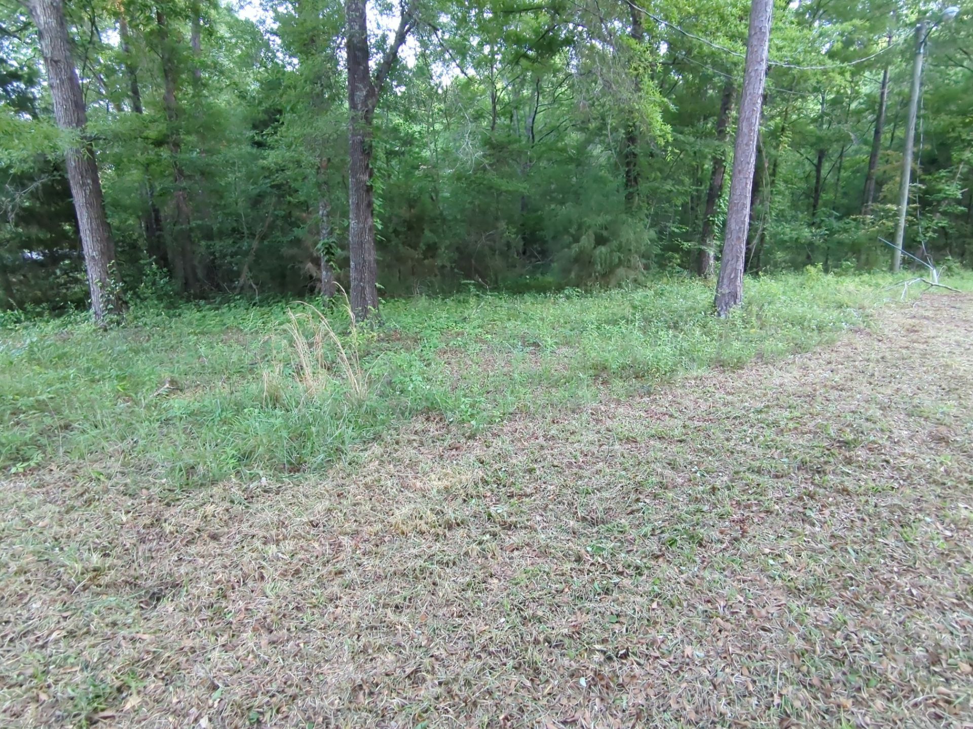 Exterior Clearing - tree trimming - grass cut by Swift Signings and Services LLC