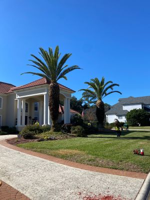 Deerwood Resident | Palm Trimming & Ground Cover