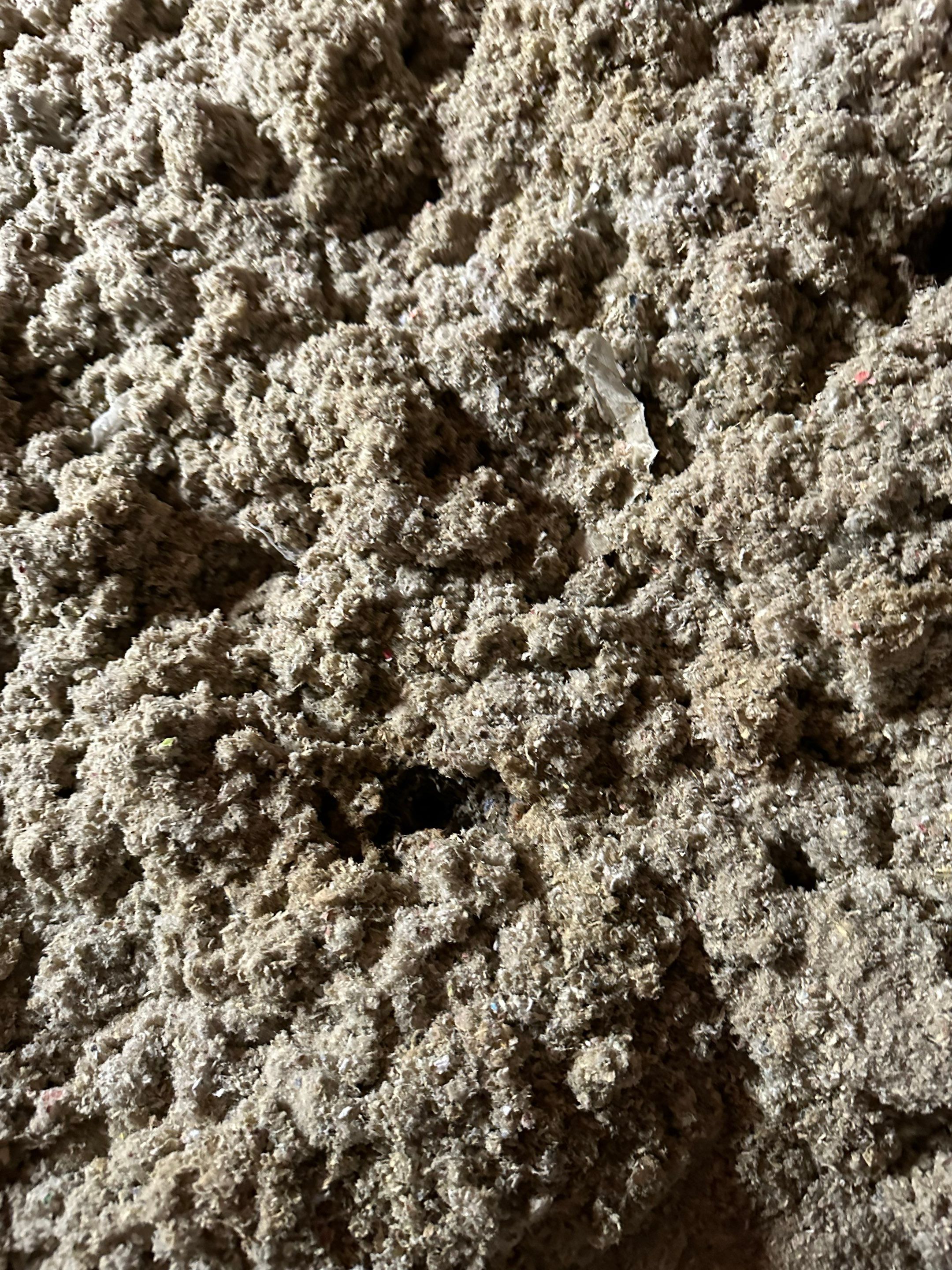 Mold in Crawl Space in Broomfiled, CO by Alpha Restoration 