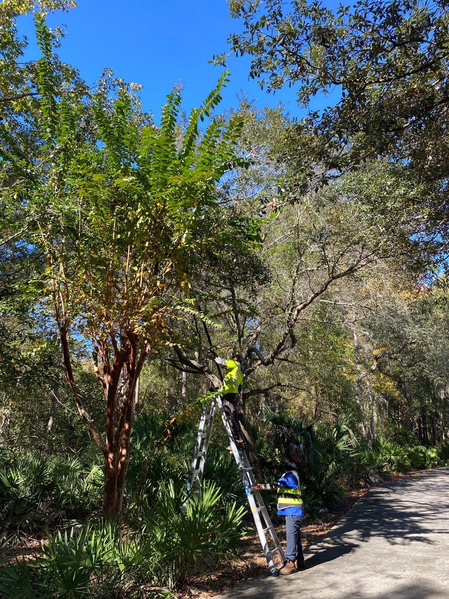 Deerwood Residence | Tree Work by ProGreen Services