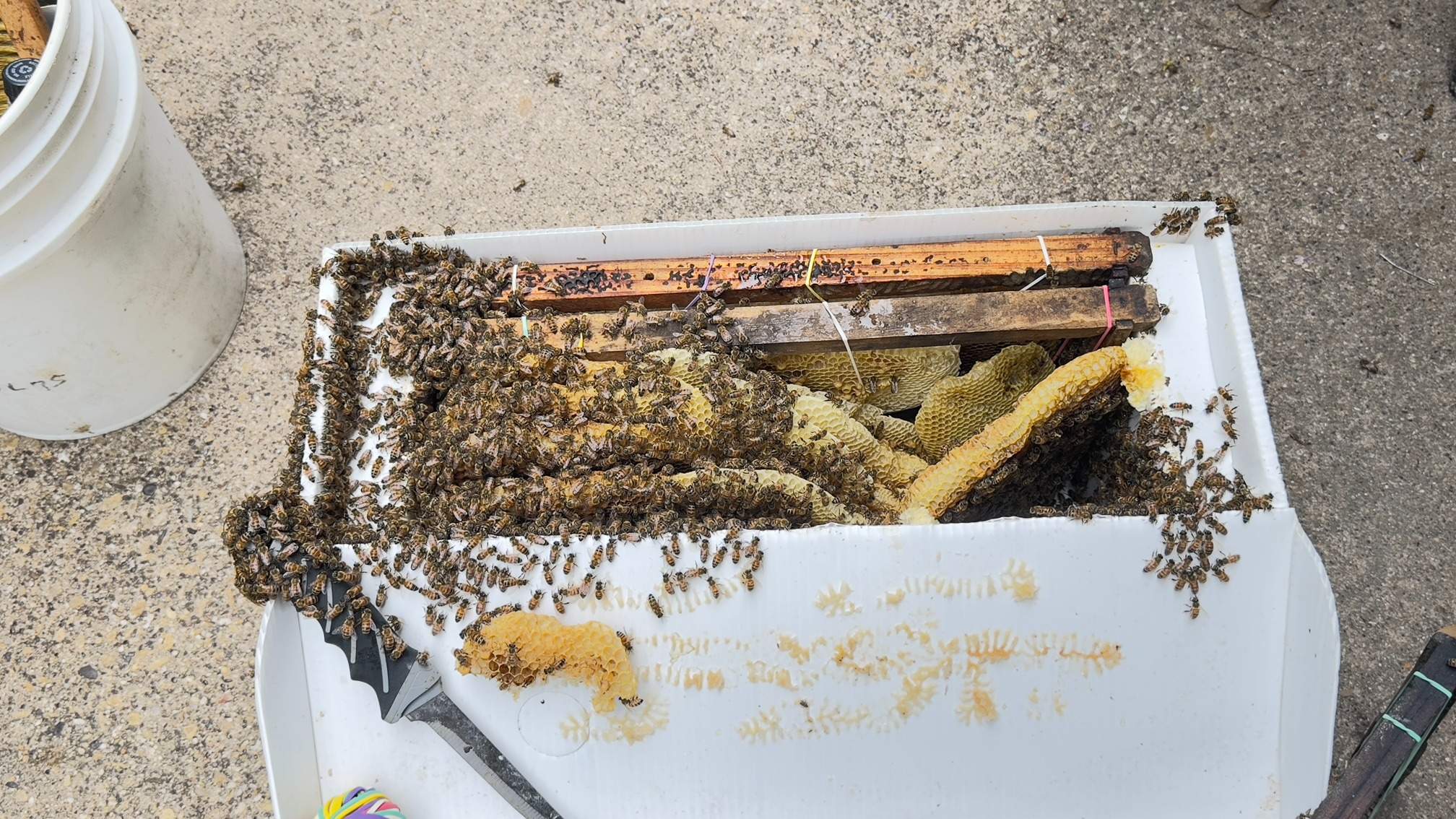 Carport by Rockwall Honey Bee Company