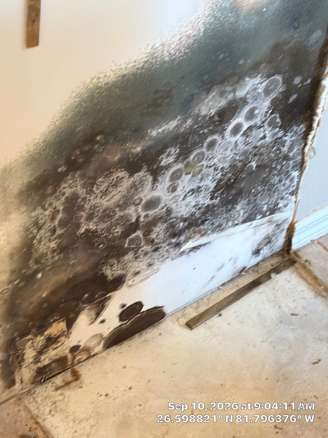 Fort Myers Water Damage Restoration and Professional Mold Remediation by Microscope