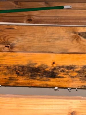 Mold Remediation Job in Katy