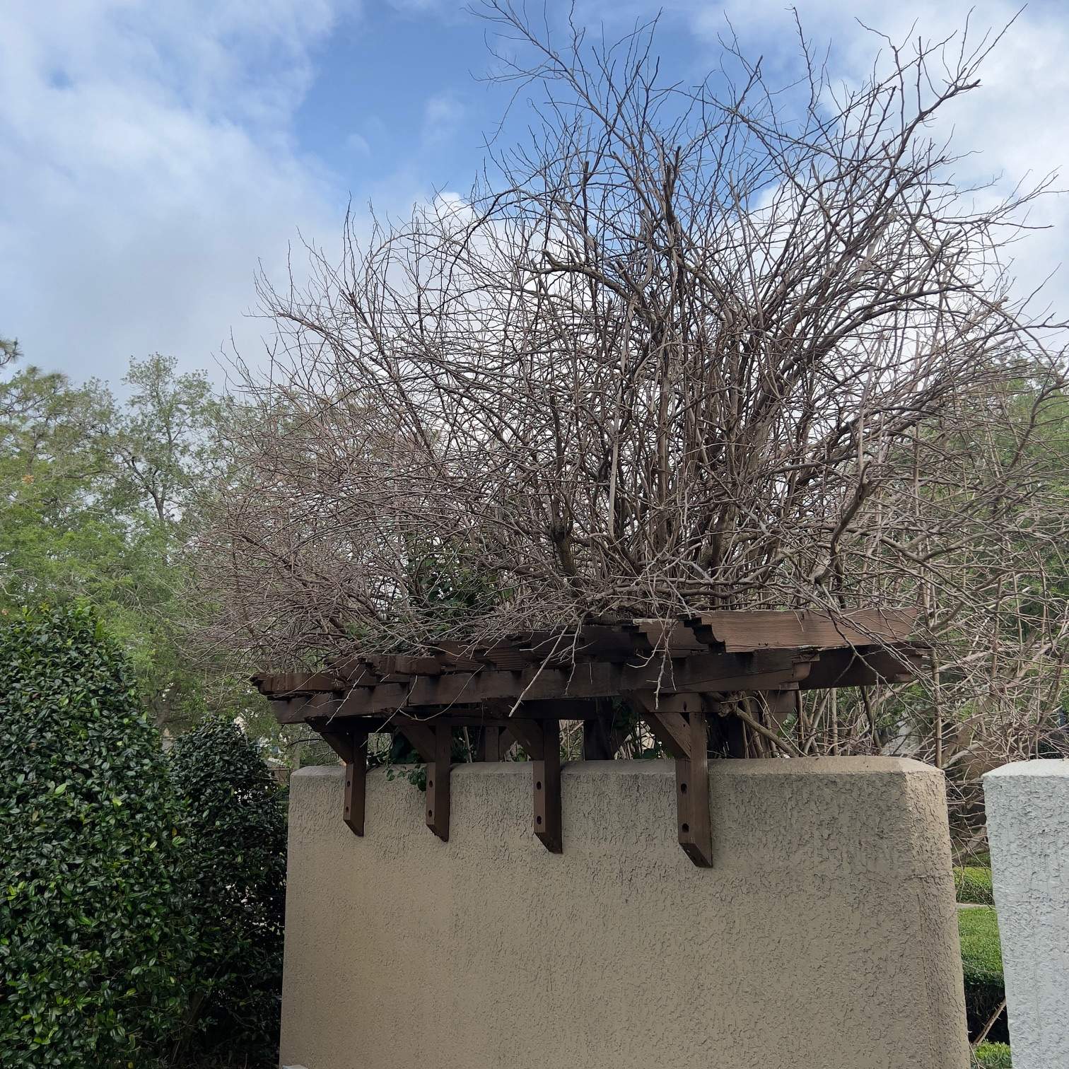 William's Walk | Shrub Clean Out by ProGreen Services
