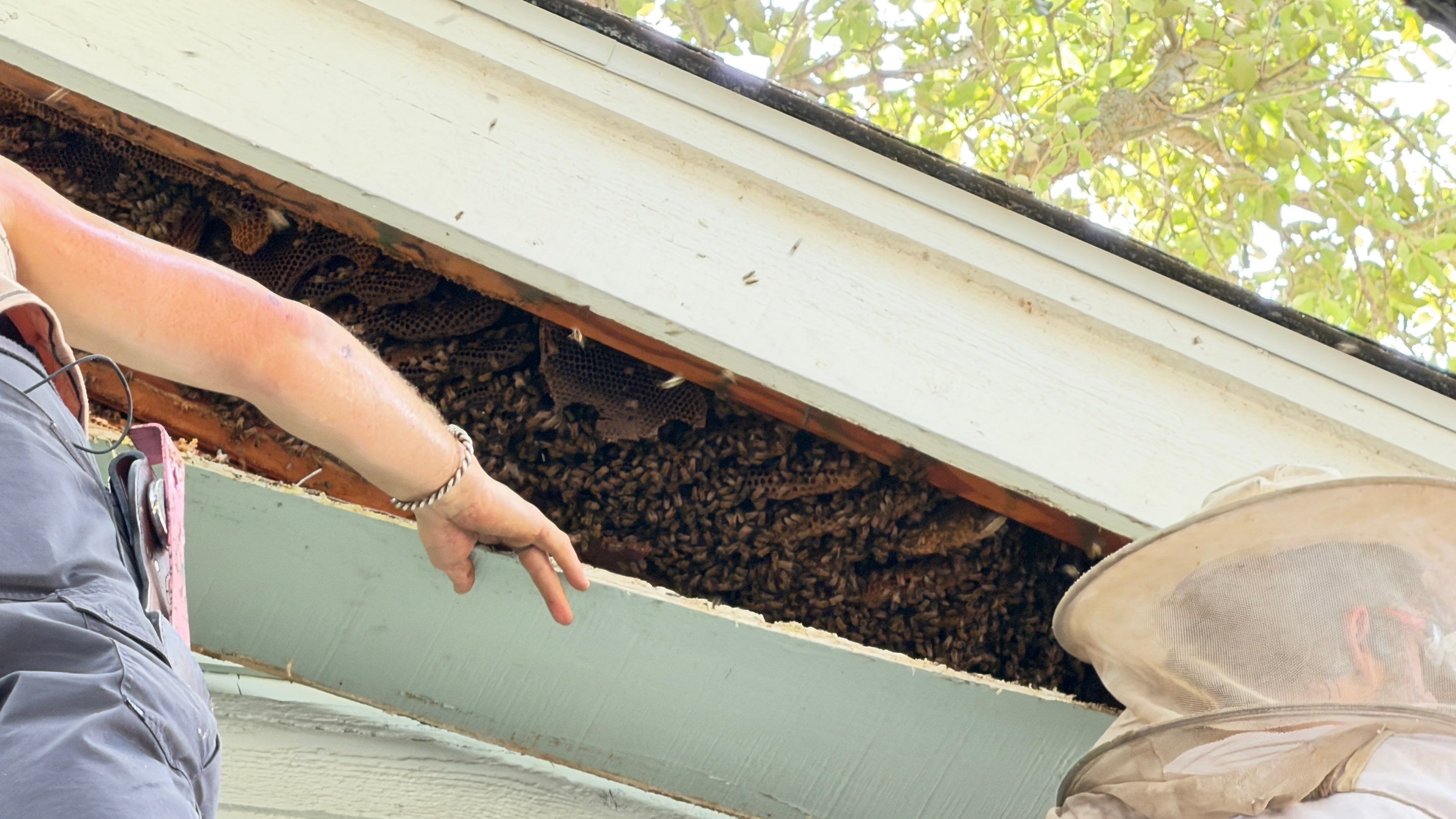 High Peak Bees by Rockwall Honey Bee Company