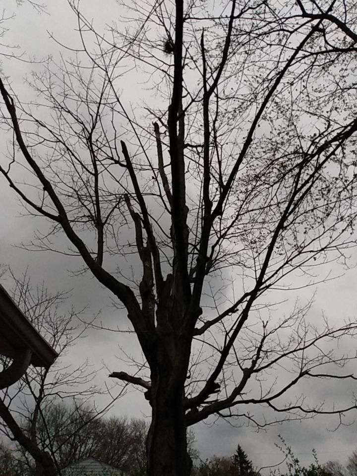 Tree Removal using Tree Removal by Mike Jones & Sons Tree Service LLC 