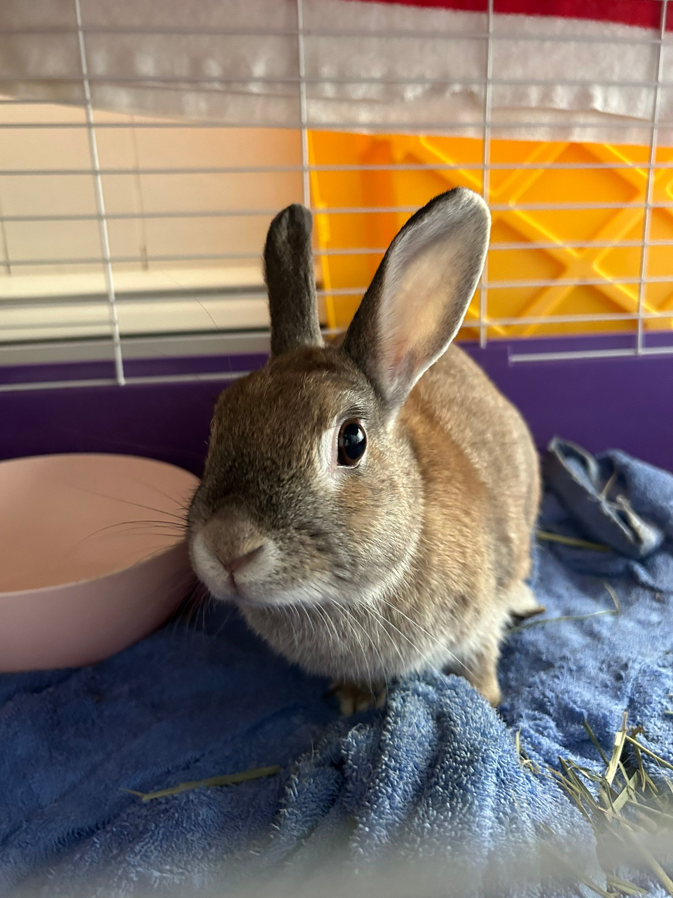 Restore Power, Install Arc Fault Breaker by Xpert Electric