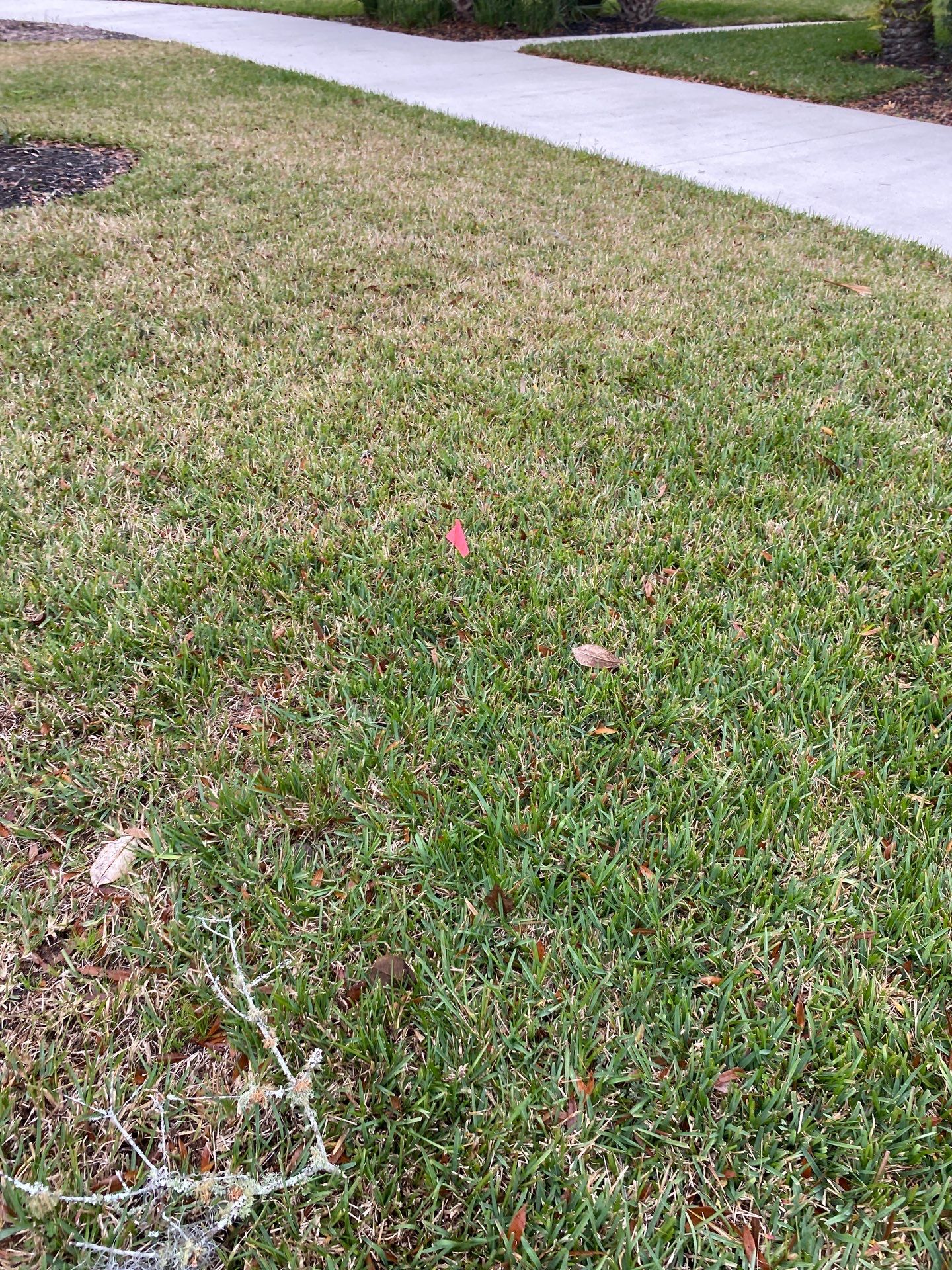 Deerwood | Live Oak Planting Project  by ProGreen Services