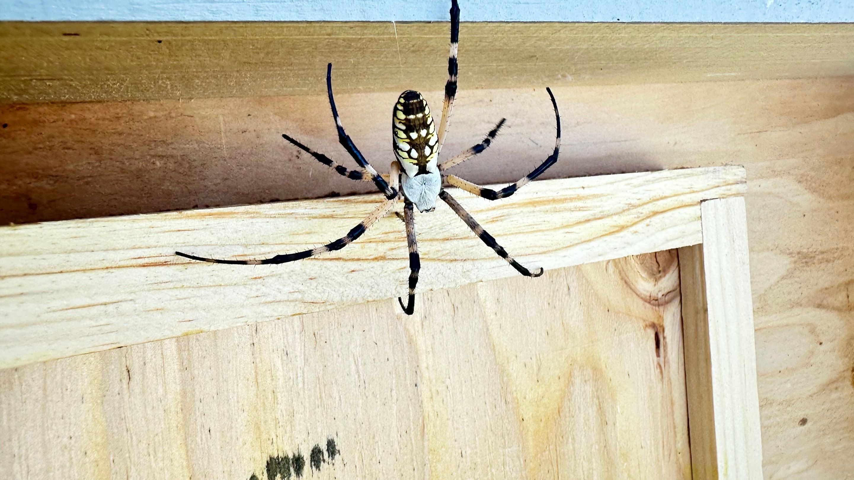 Honey-Maker Apiary in Greenville by Rockwall Honey Bee Company