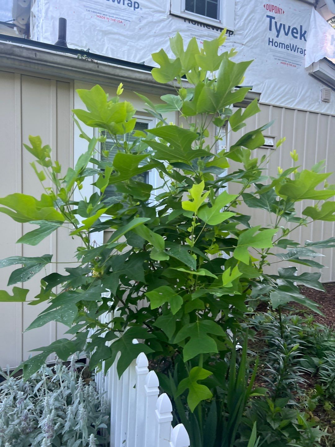 Lorton: Multi-Trade Exterior Restoration by RM Banning, Inc.