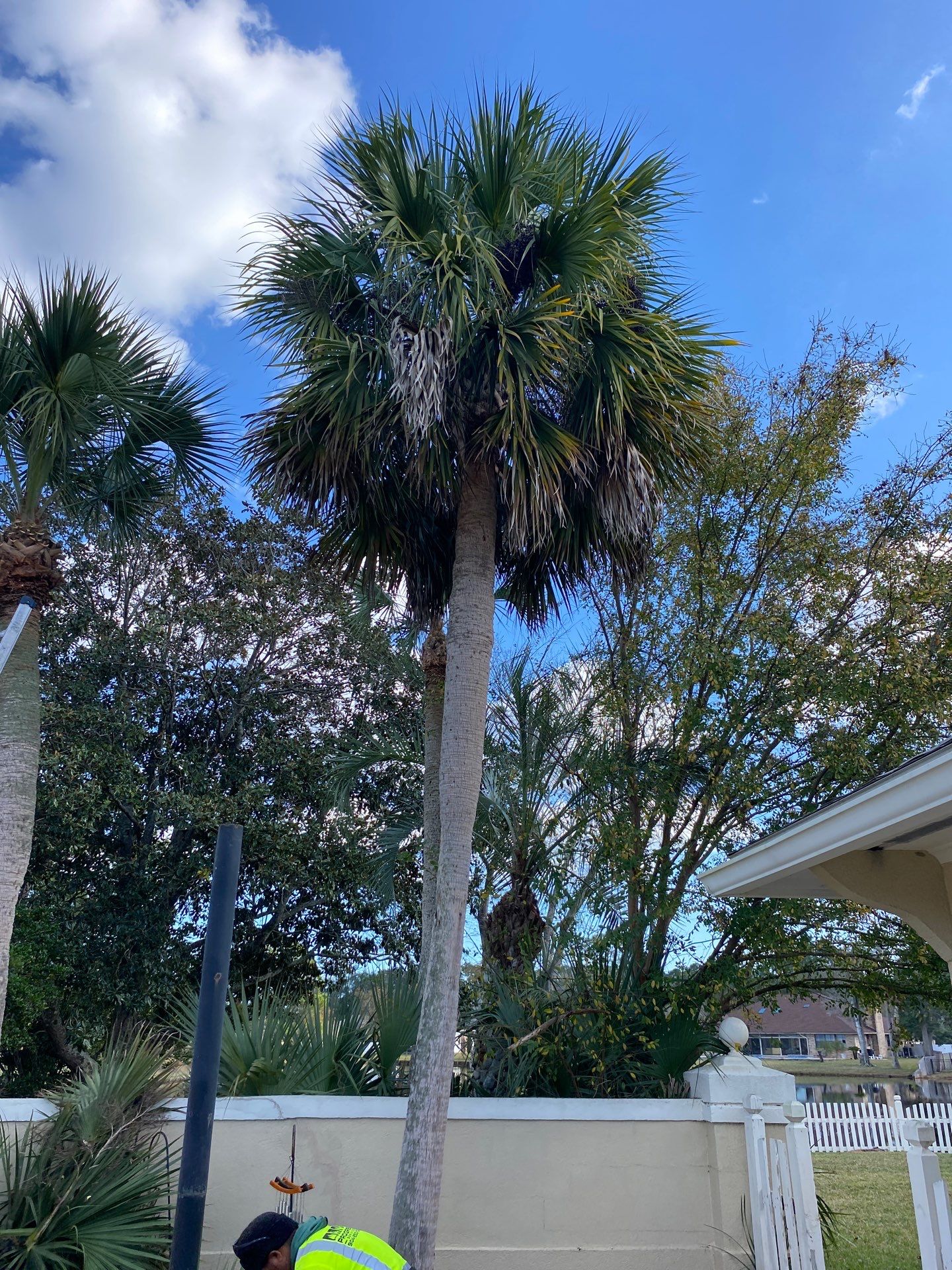 Deerwood Resident | Tree Removal & Palm Trimming by ProGreen Services
