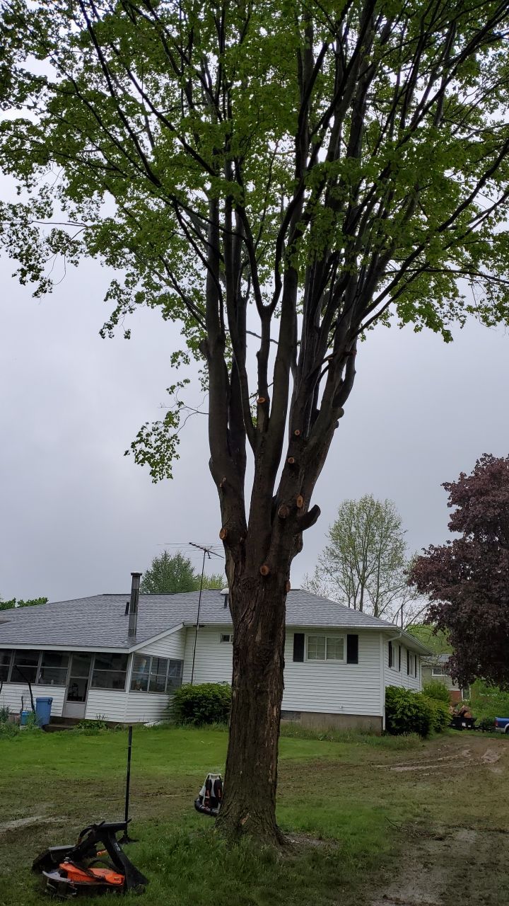 Tree Removal using Tree Removal by Mike Jones & Sons Tree Service LLC 