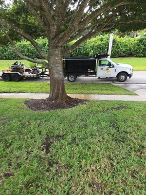 🌴 A Masterclass in Proper Palm Tree Cleaning & Trimming in Palm City Community
