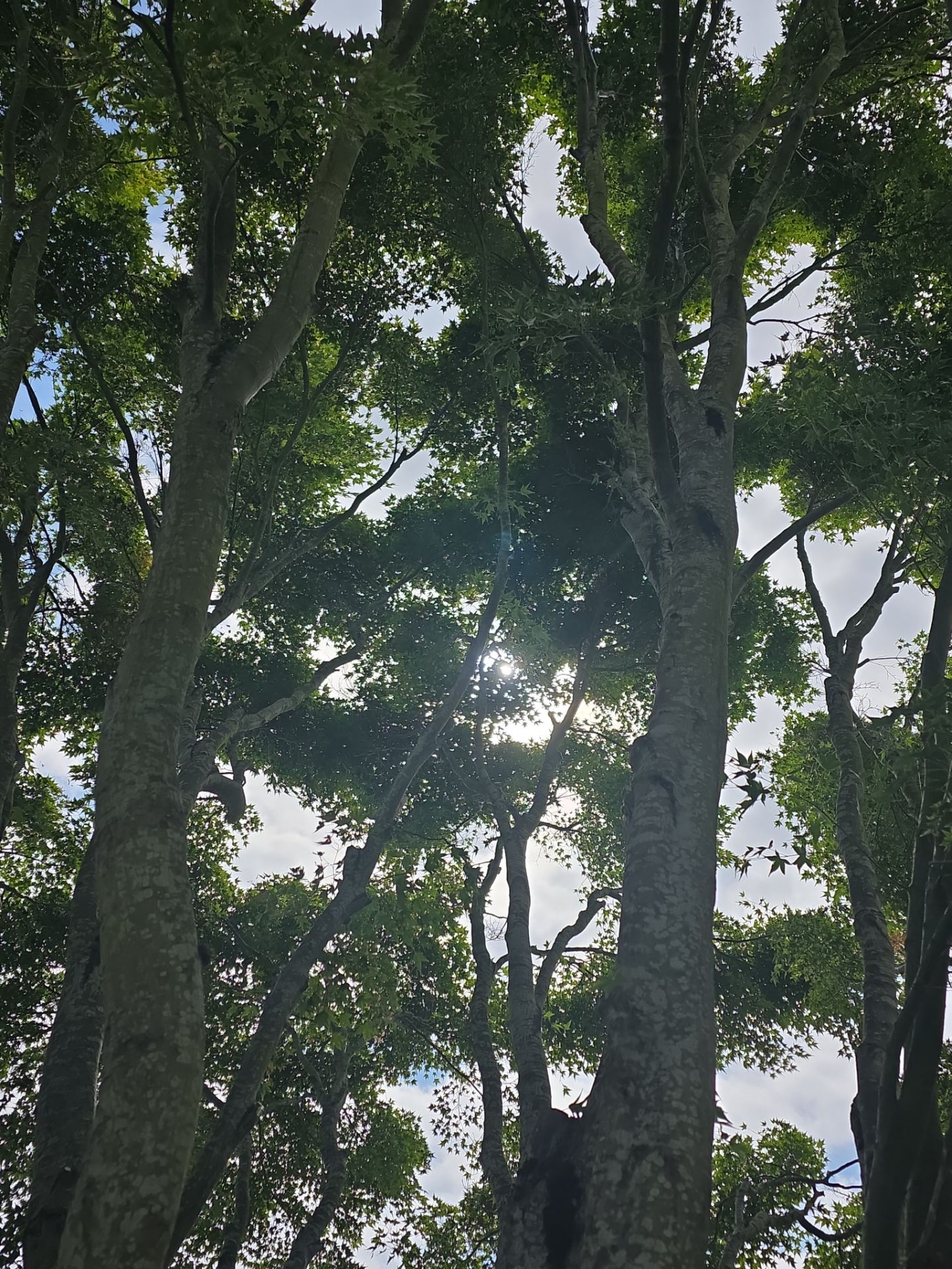Bellevue Hedge and Tree Care by Sound Tree Care LLC