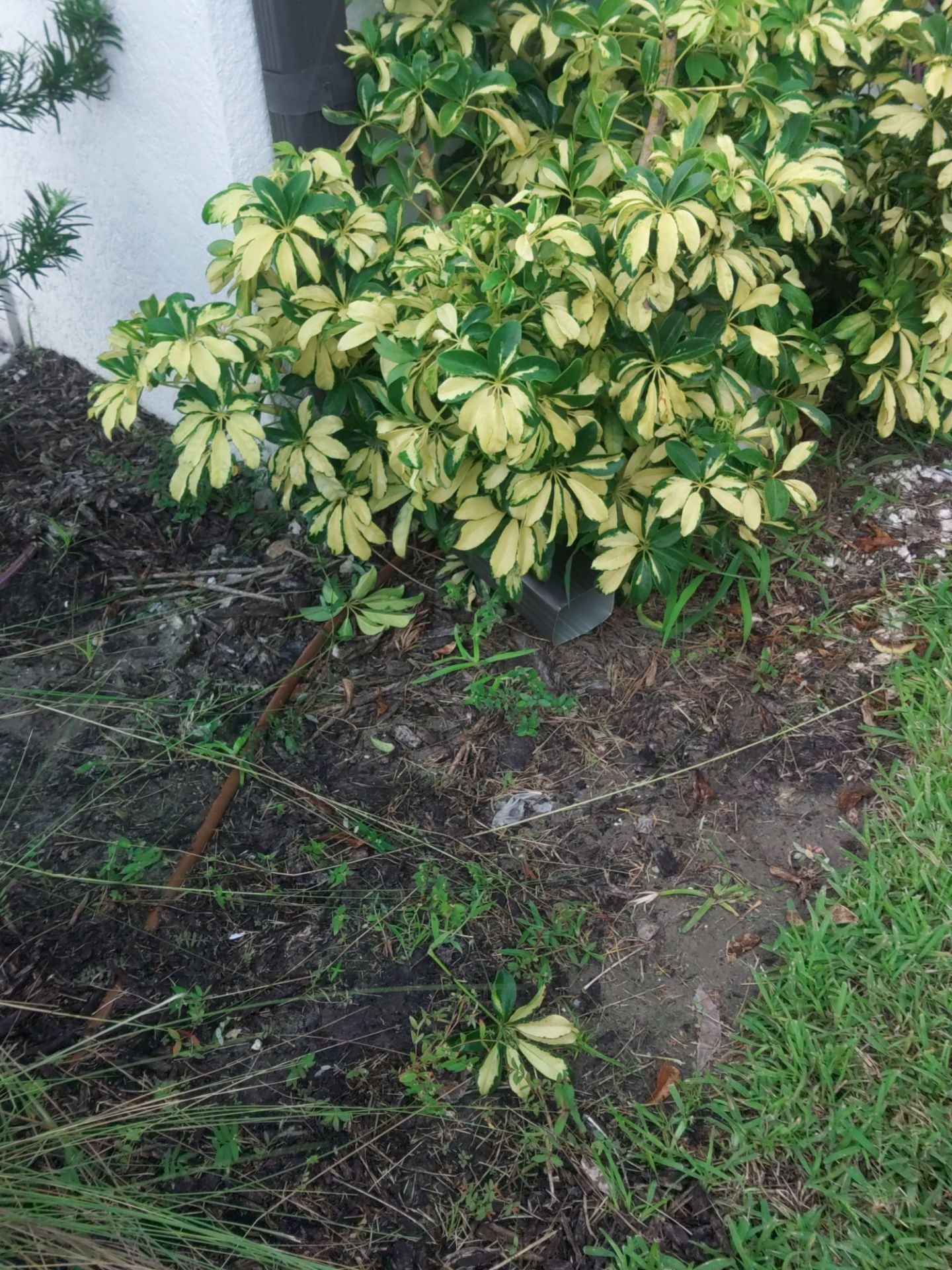 Bronze Seamless Gutters in Bradenton FL by Gutter Professors