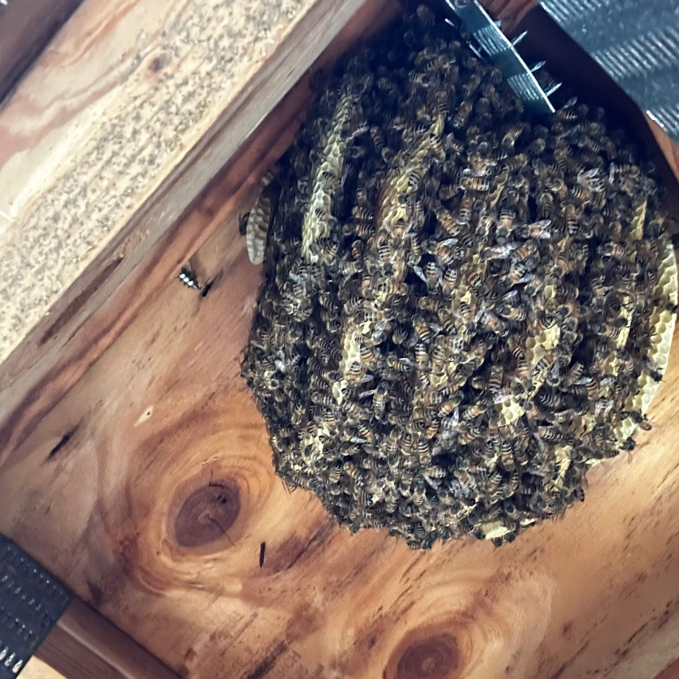 Final Beauty of 2024 by Rockwall Honey Bee Company