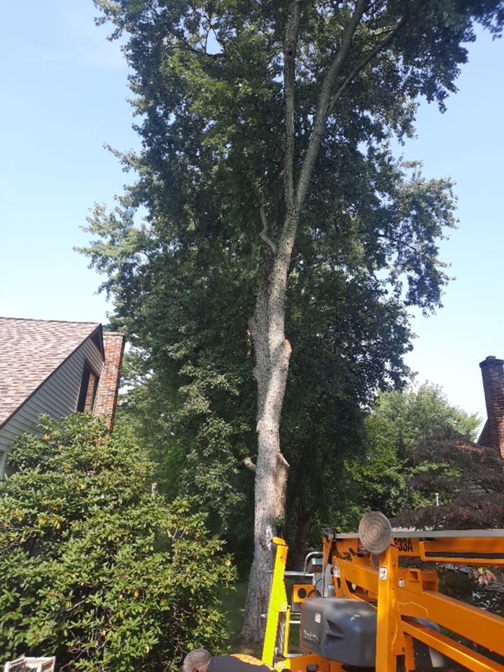 Tree Trimming using Tree Pruing by Mike Jones & Sons Tree Service LLC 