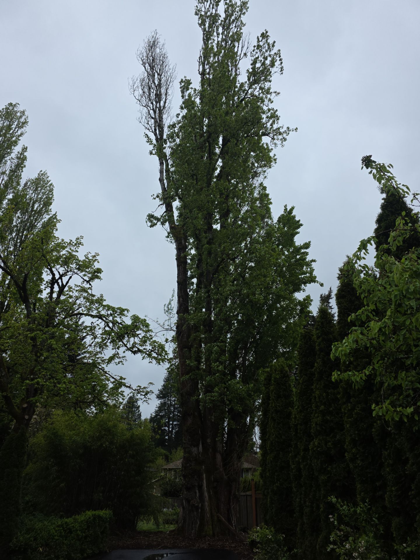 Kirkland Dead and Declining Tree Removal by Sound Tree Care LLC