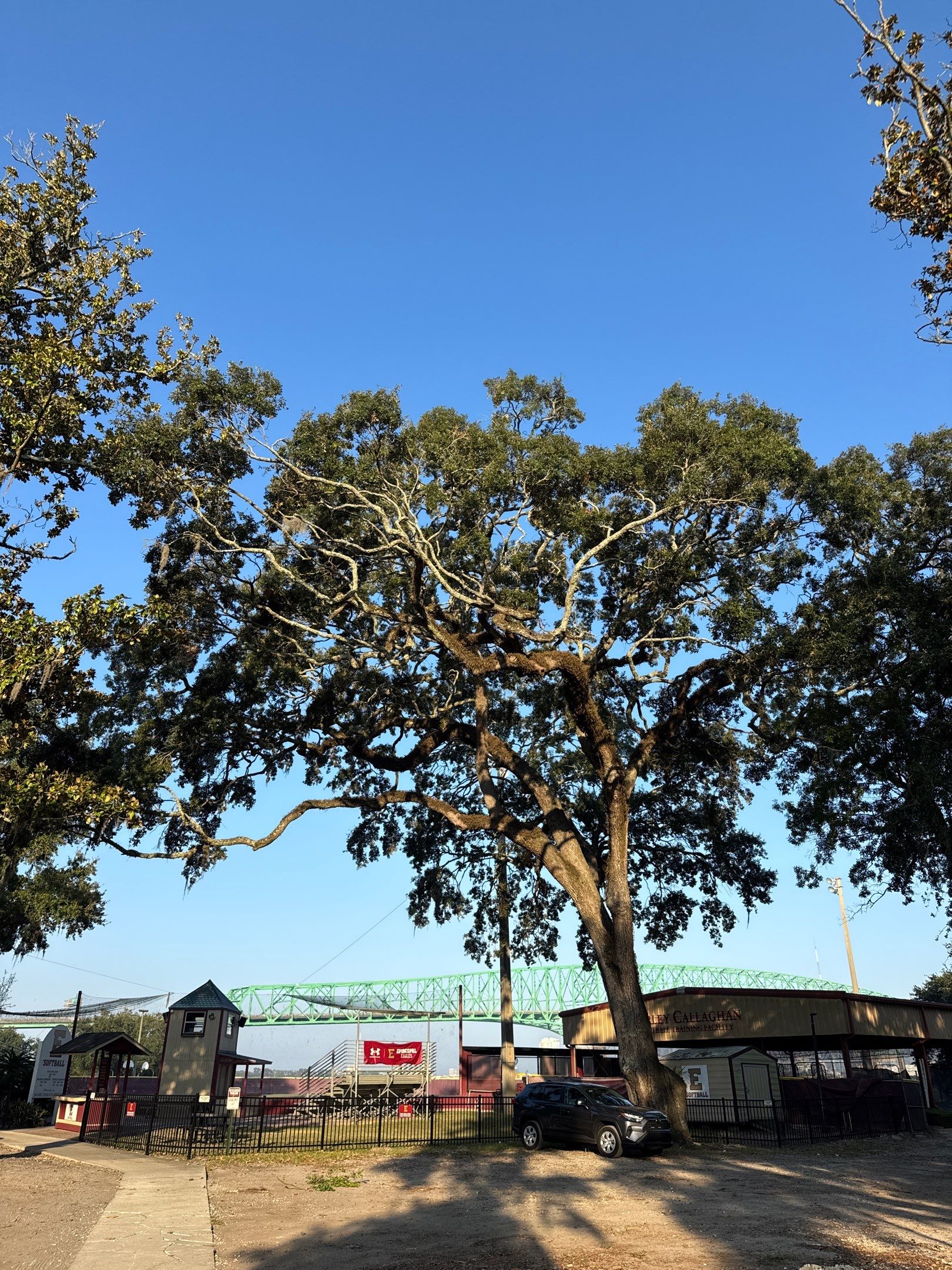 Tree Removal | Episcopal Softball Field by ProGreen Services