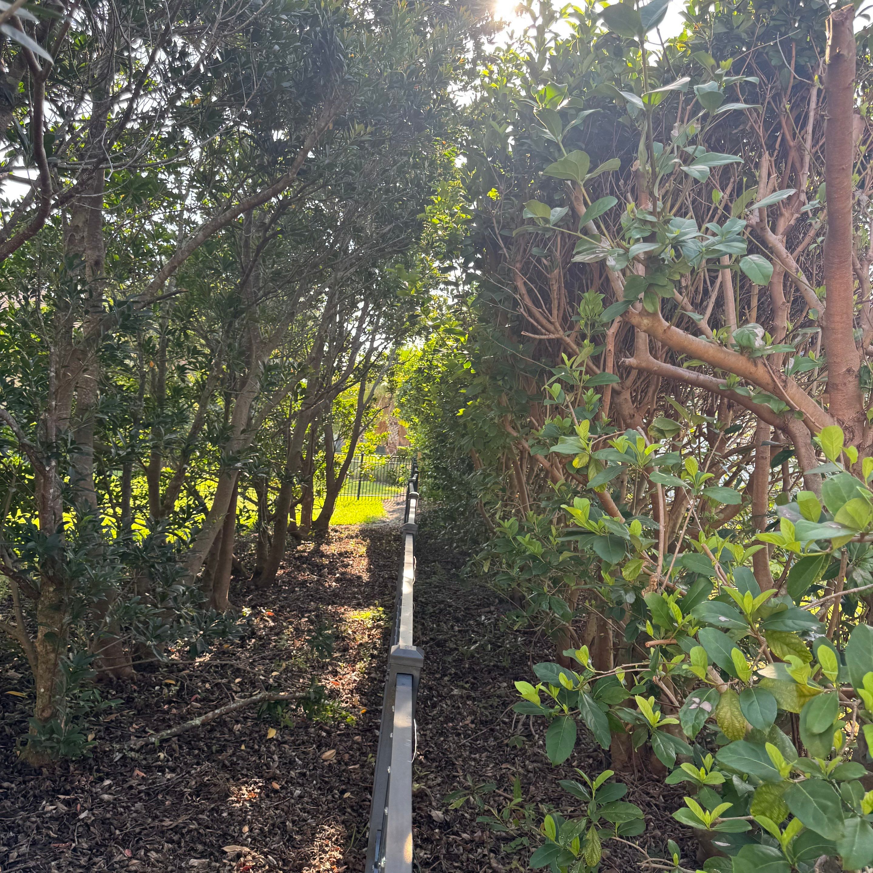 Deerwood Resident | Shrub Trimming by ProGreen Services