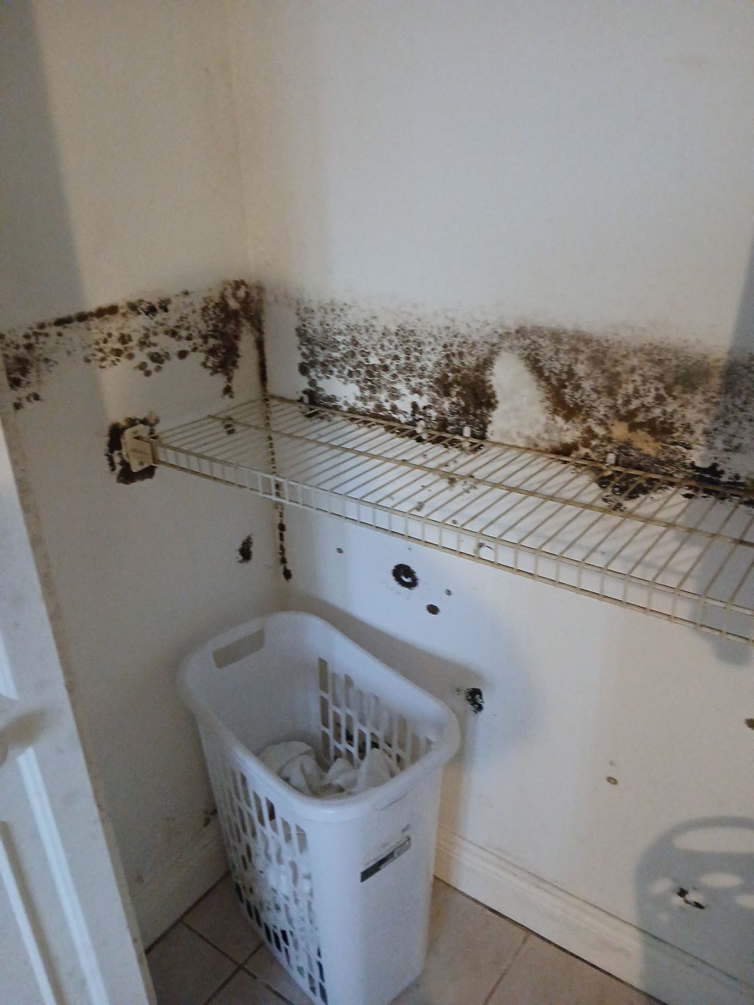 Mold Remediation and Moisture Detection Services in West Palm Beach by SuperClean