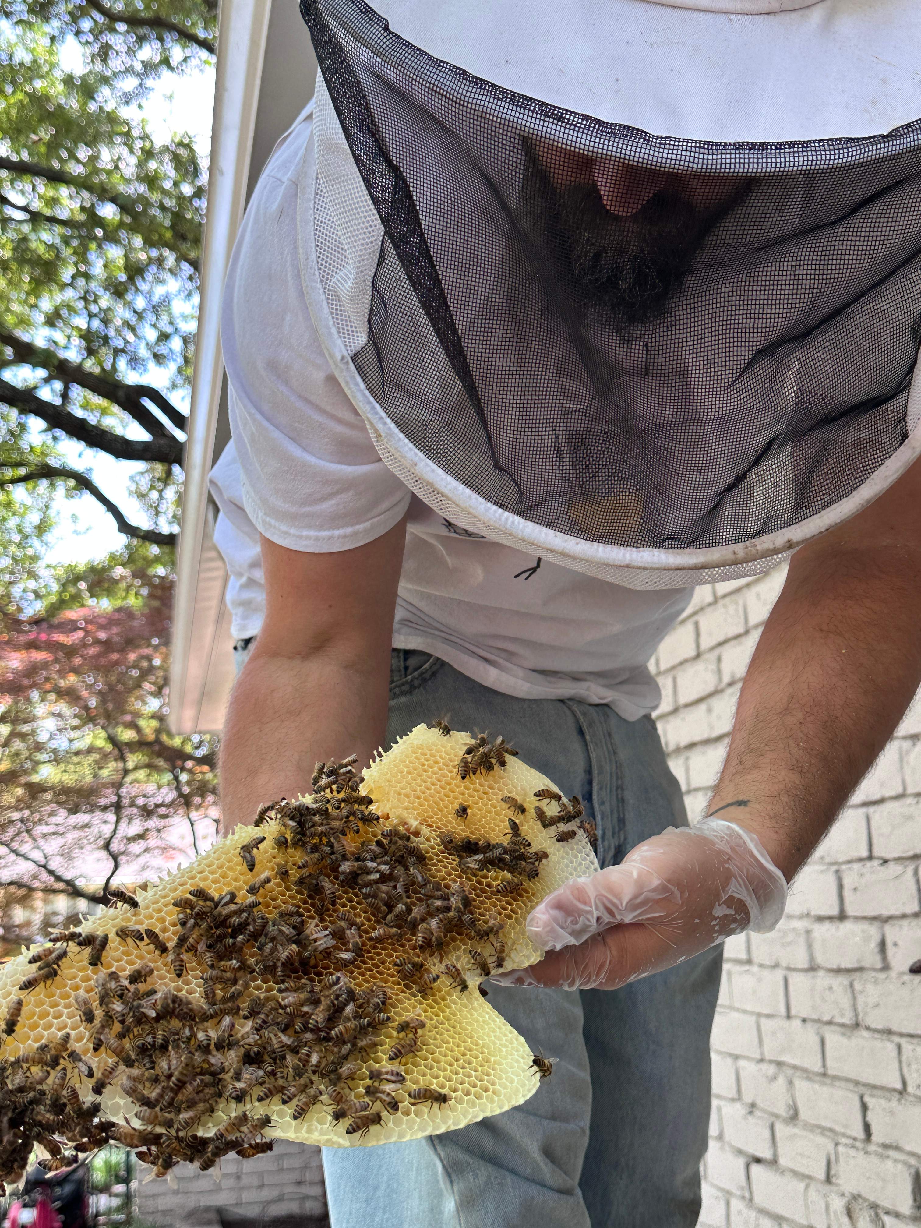 Show-and-Tell by Rockwall Honey Bee Company
