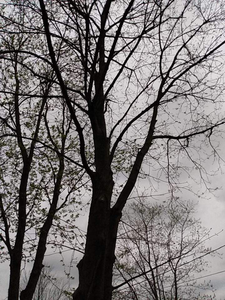 Tree Removal using Tree Removal by Mike Jones & Sons Tree Service LLC 