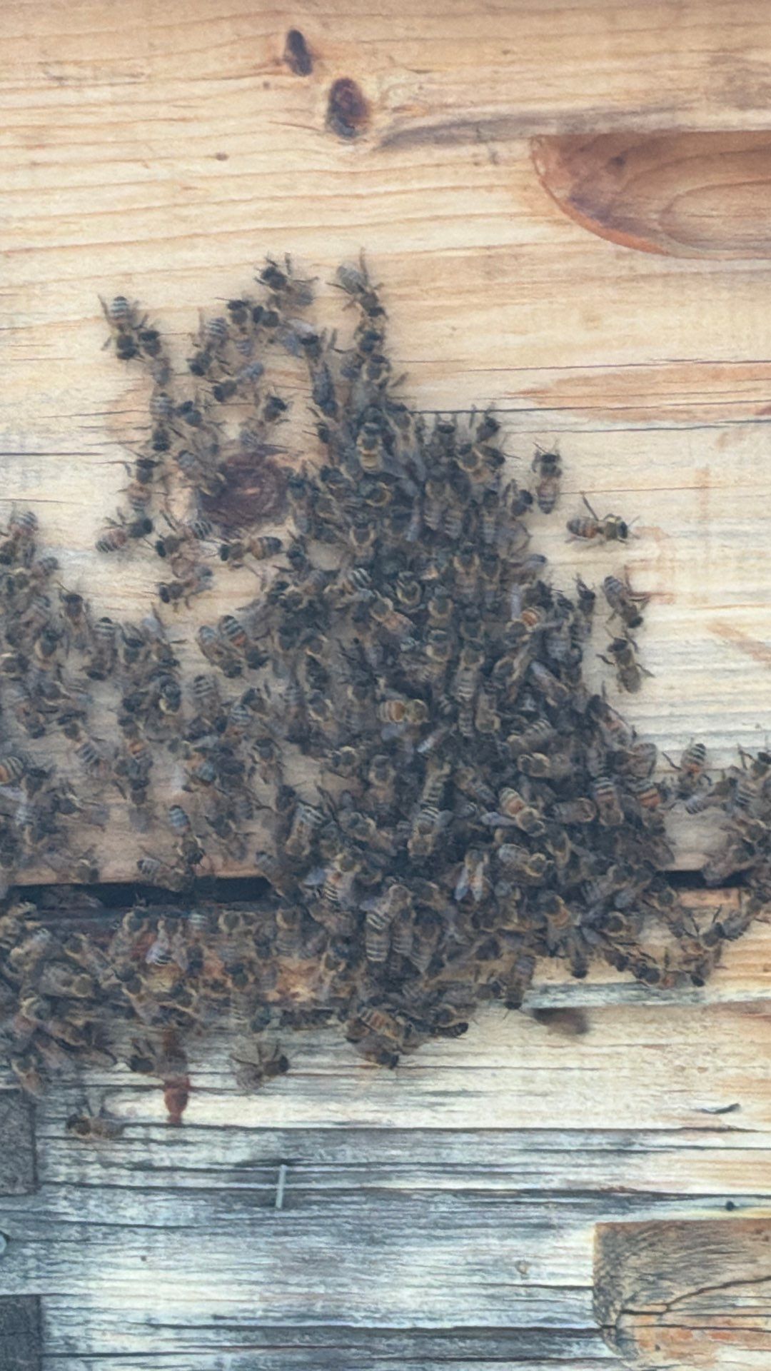 Anchovies on your Apiary by Rockwall Honey Bee Company