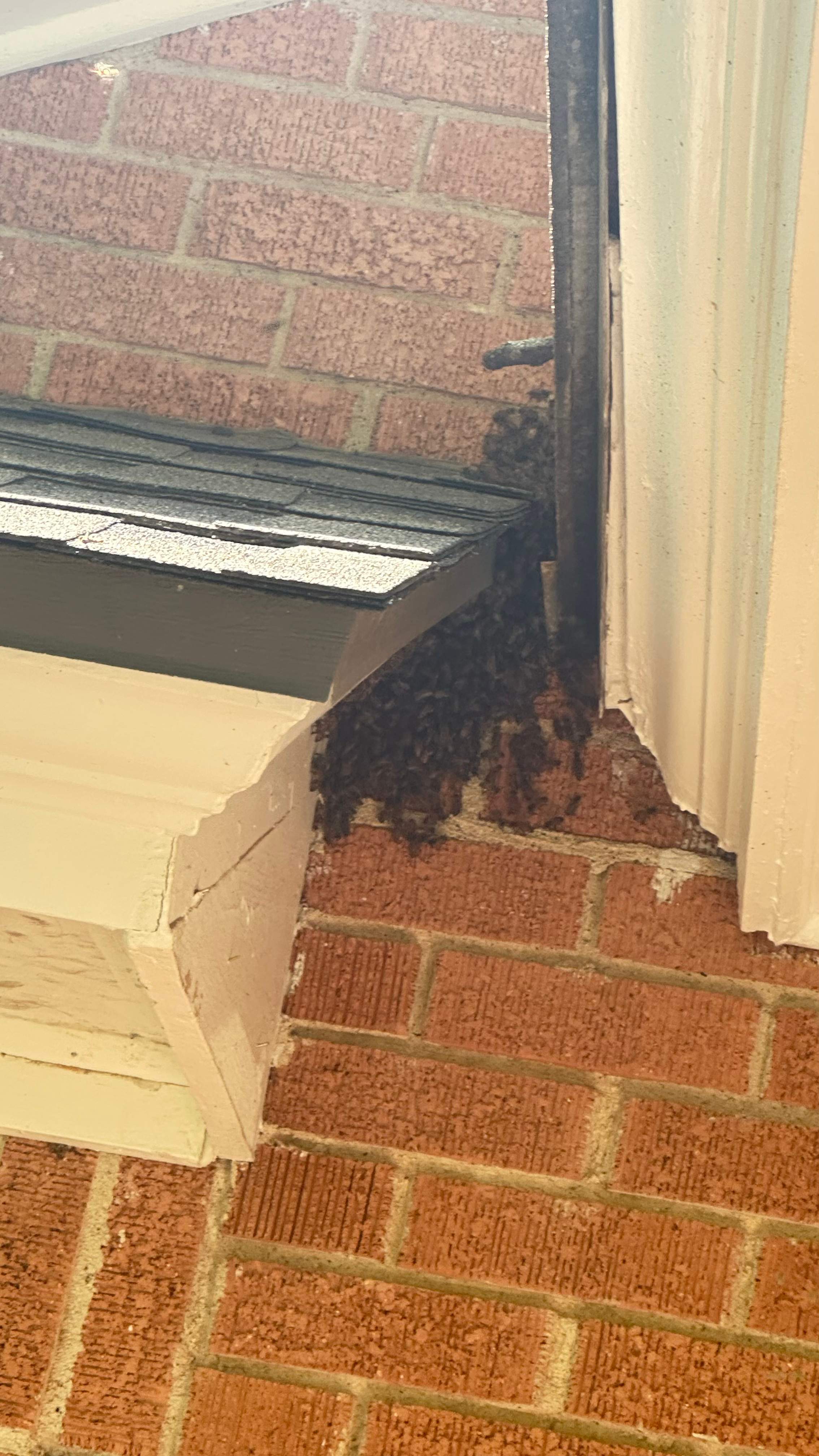 Long-term Residents by Rockwall Honey Bee Company