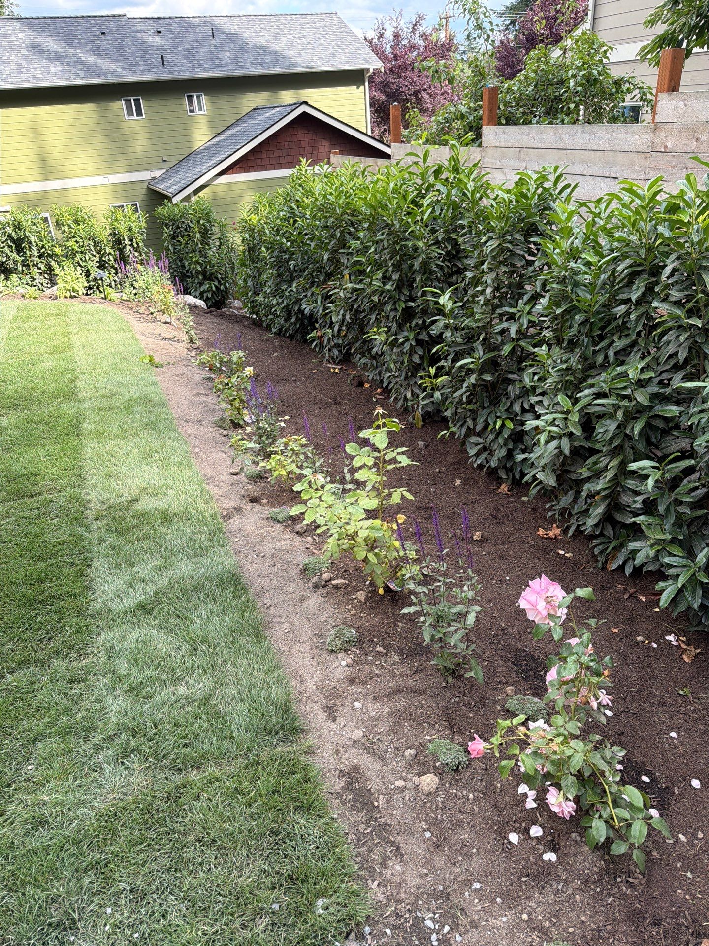 Maple Ave Renovation by Pacific Pine Landscape