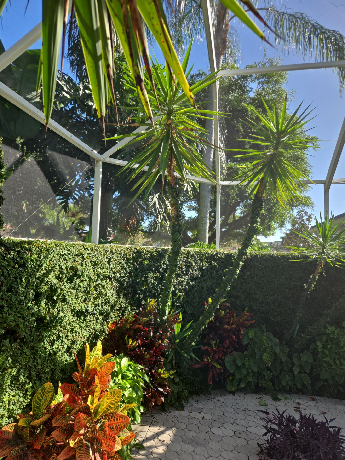 Palm Cove Perfection – Where Every Frond Tells a Story by Alpha Zeta Enterprises Inc
