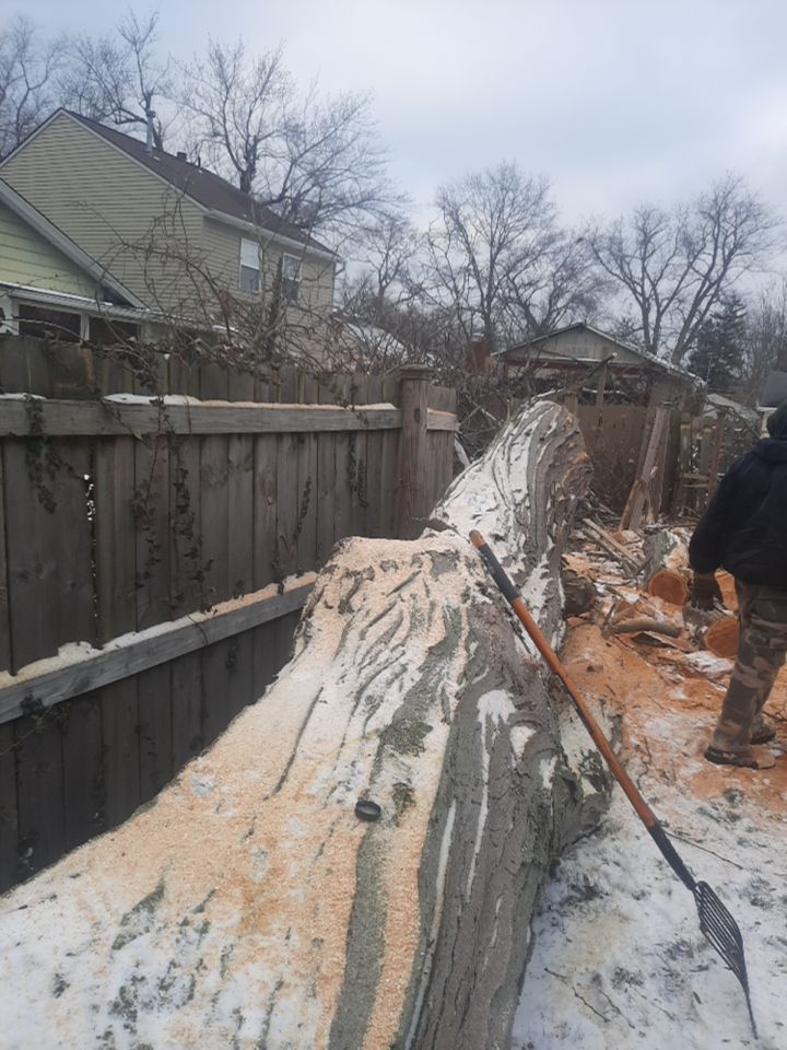 Storm Damaged Tree Removal  using Tree Removal by Mike Jones & Sons Tree Service LLC 