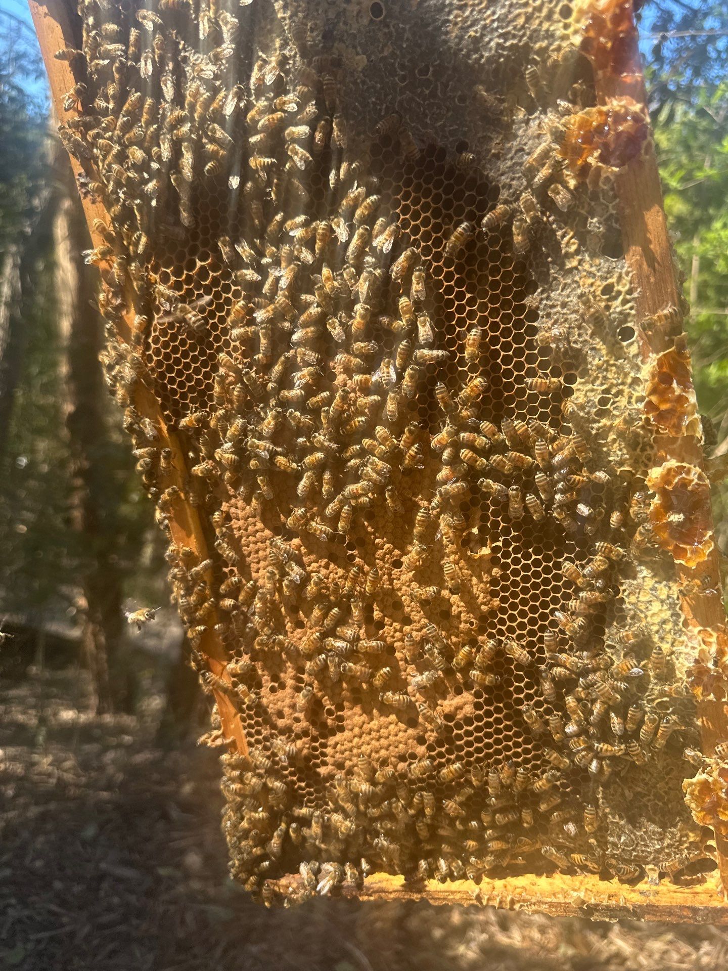 Lakewood Apiary by White Rock Lake- another Ag. Exempt Property by Rockwall Honey Bee Company