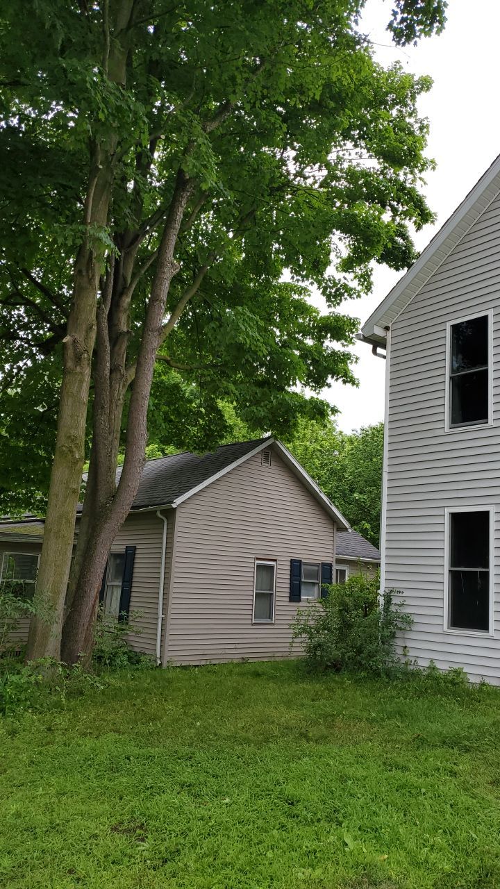 Tree Trimming using Tree Pruing by Mike Jones & Sons Tree Service LLC 