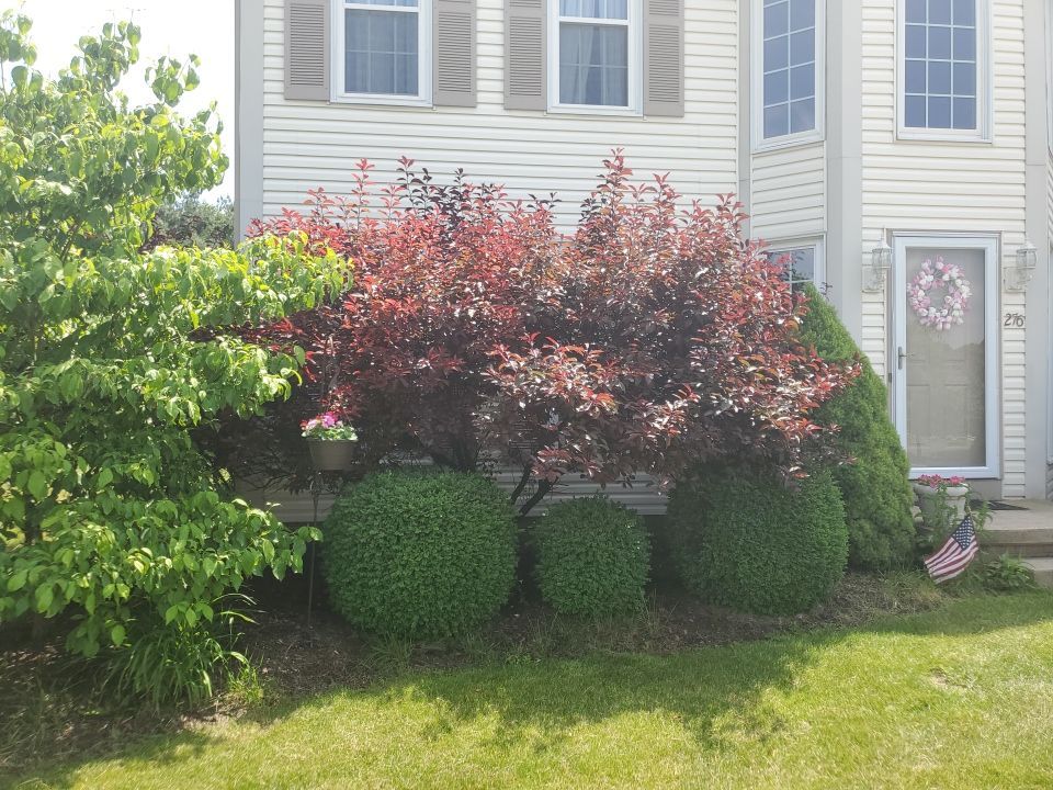 Tree Removal using Tree Removal by Mike Jones & Sons Tree Service LLC 