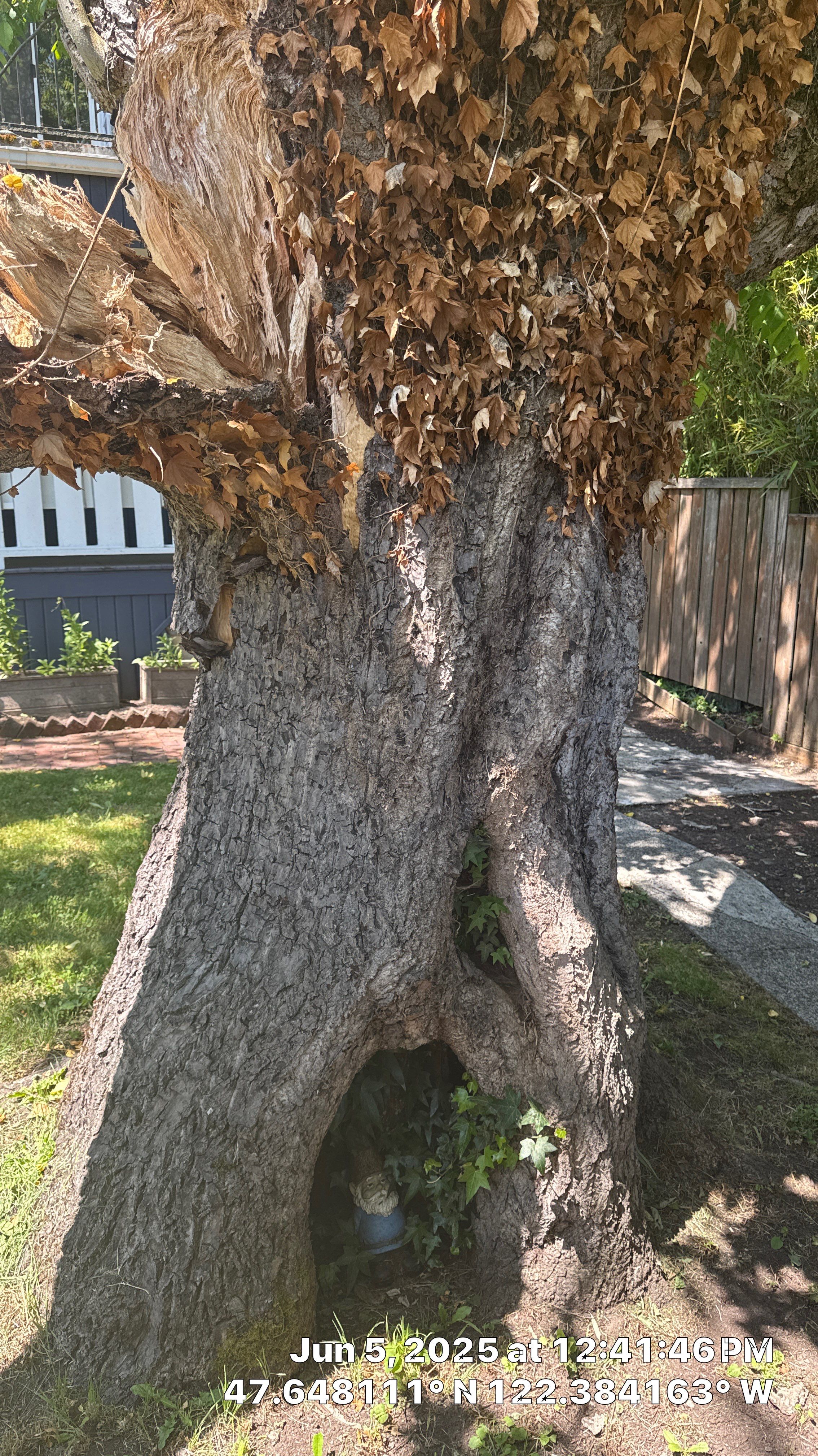 Seattle Hazard Tree Removal by Sound Tree Care LLC