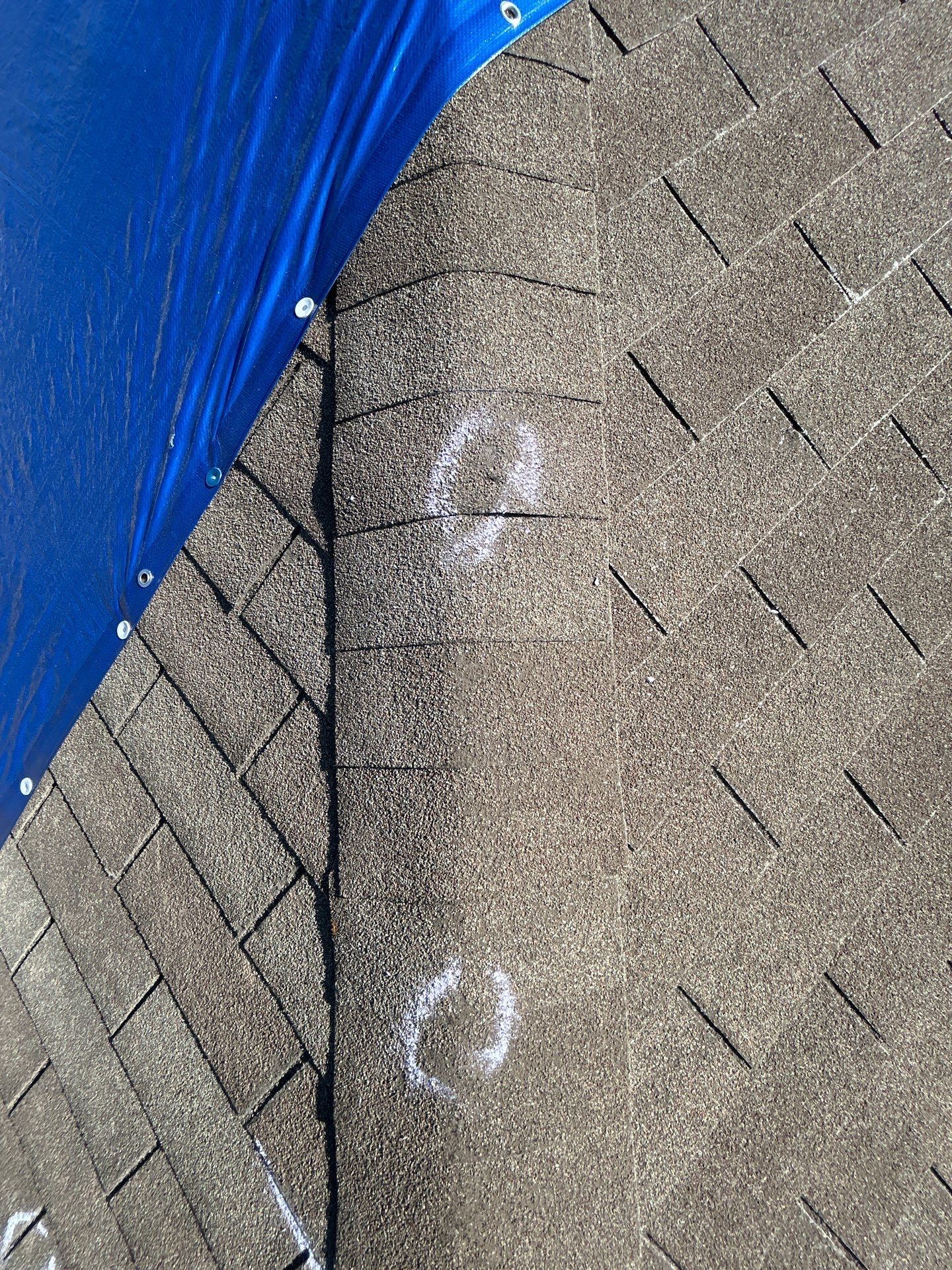 Miss Bridgette by REPS OF TEXAS