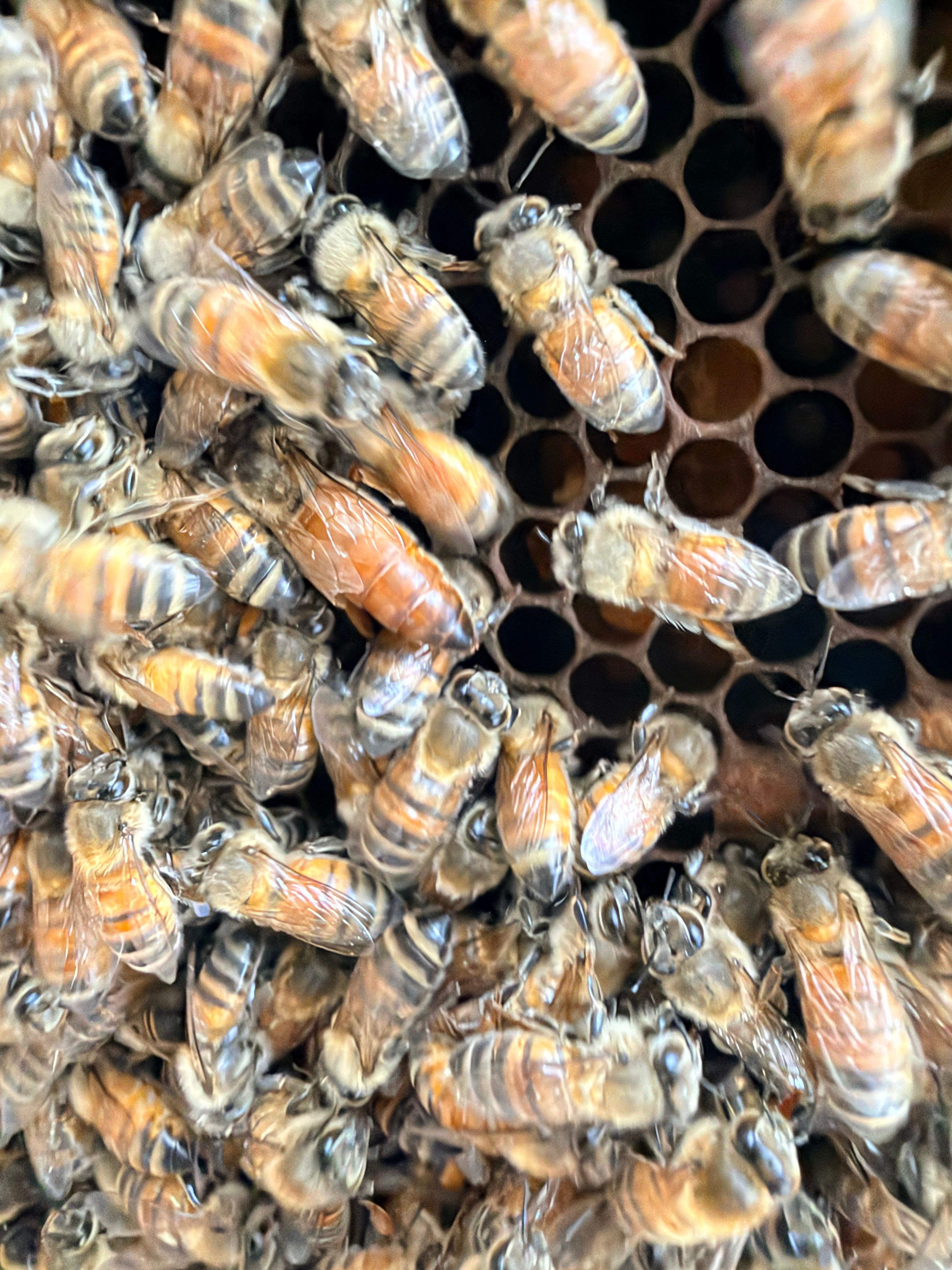 Urban Building Bees by Rockwall Honey Bee Company