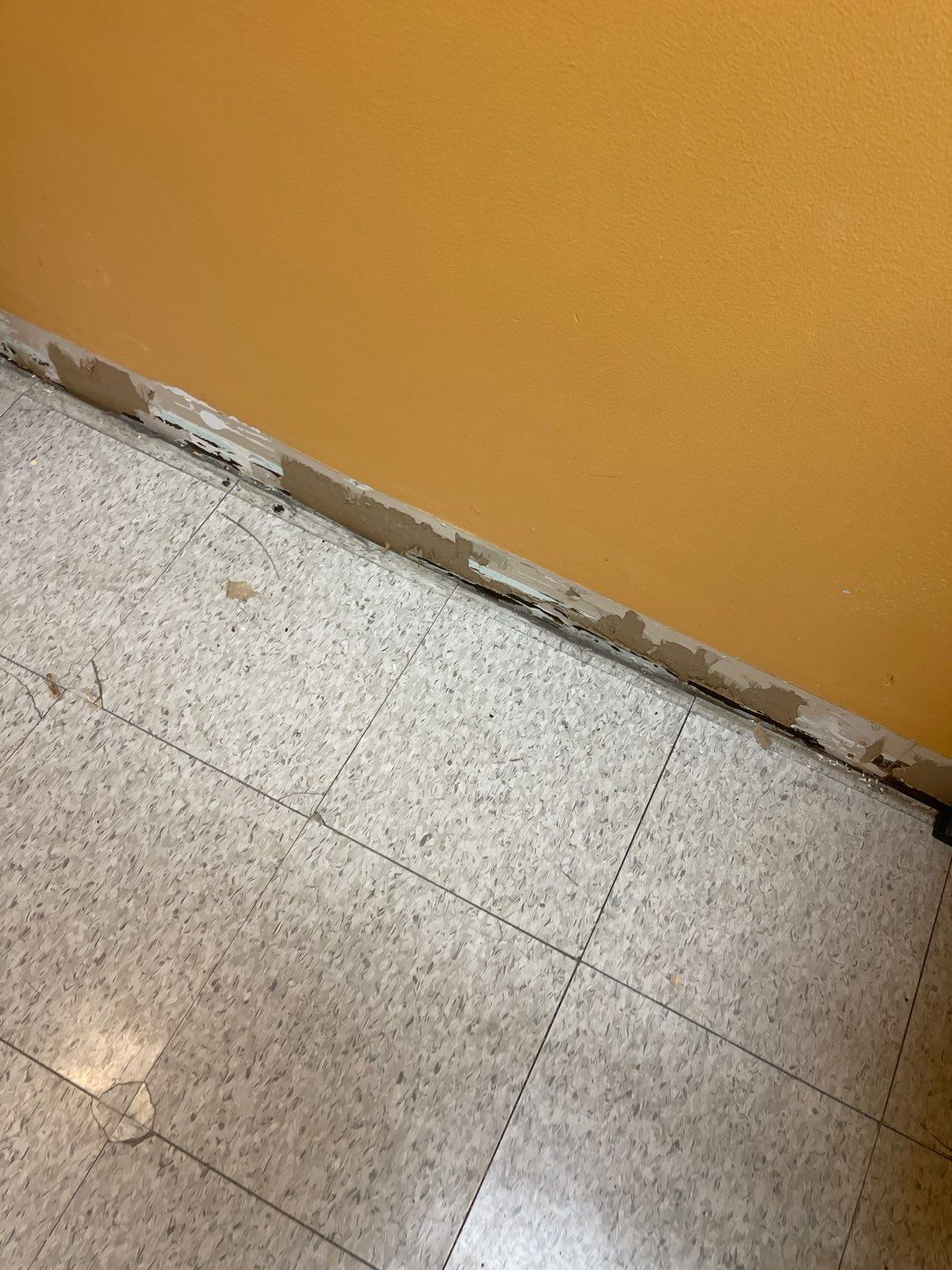 Cat Hospital Project in Pittsburgh by Floors in a Day, Inc